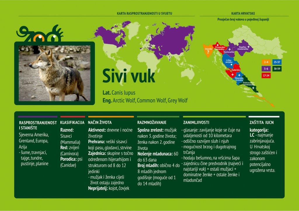 Sivi vuk (Canis lupus)