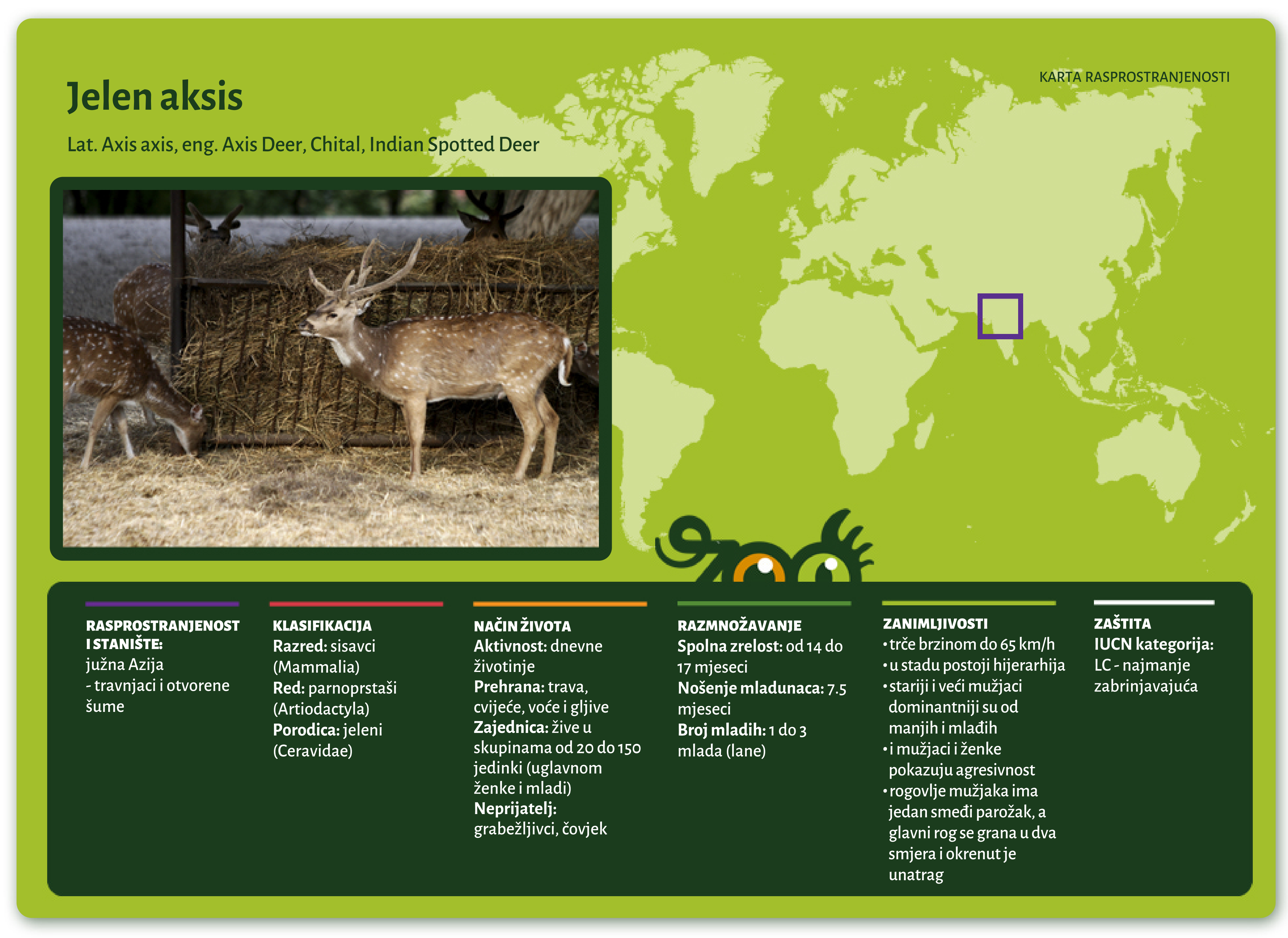 Jelen aksis (Axis axis)