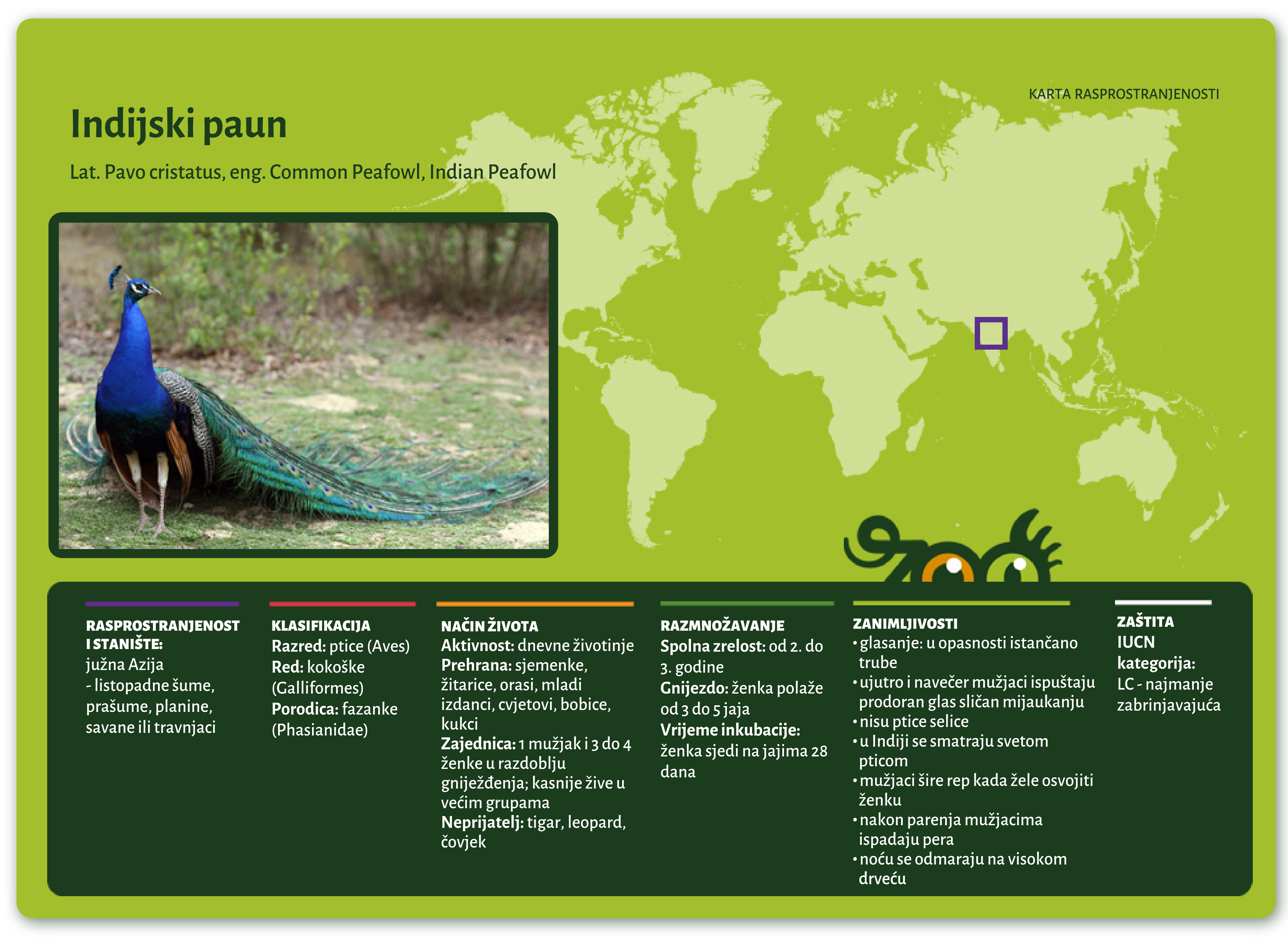 Indijski paun (Pavo cristatus)