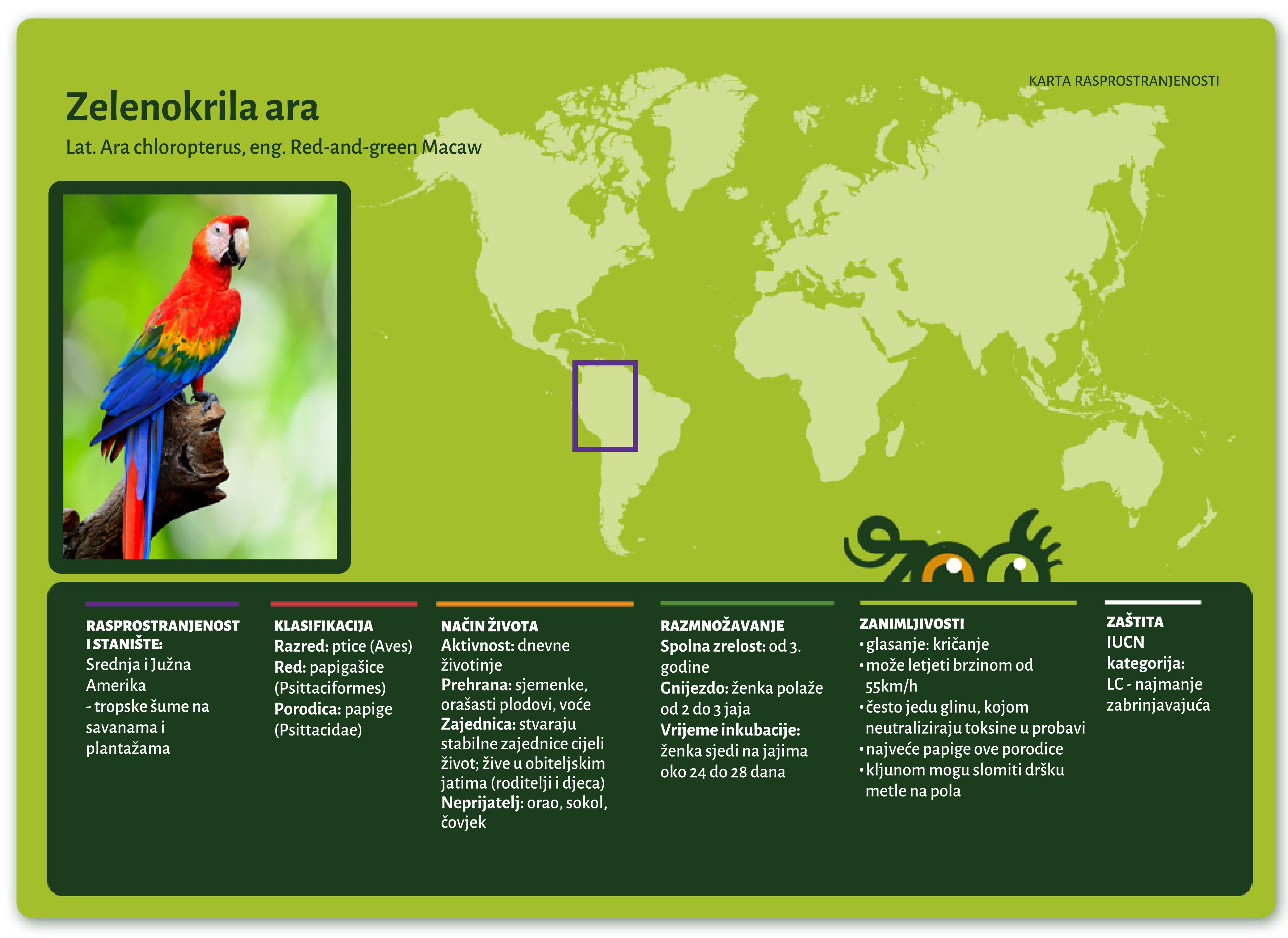 Zelenokrila ara (Ara chloroptera)