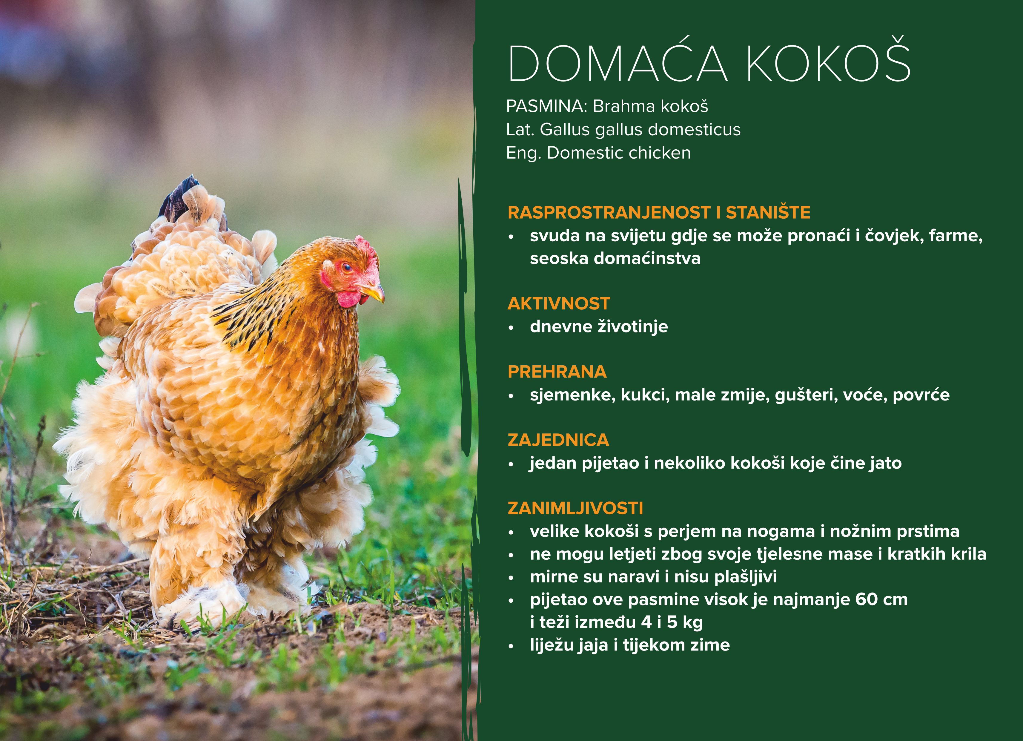 Domaća kokoš (gallus gallus domesticus) 