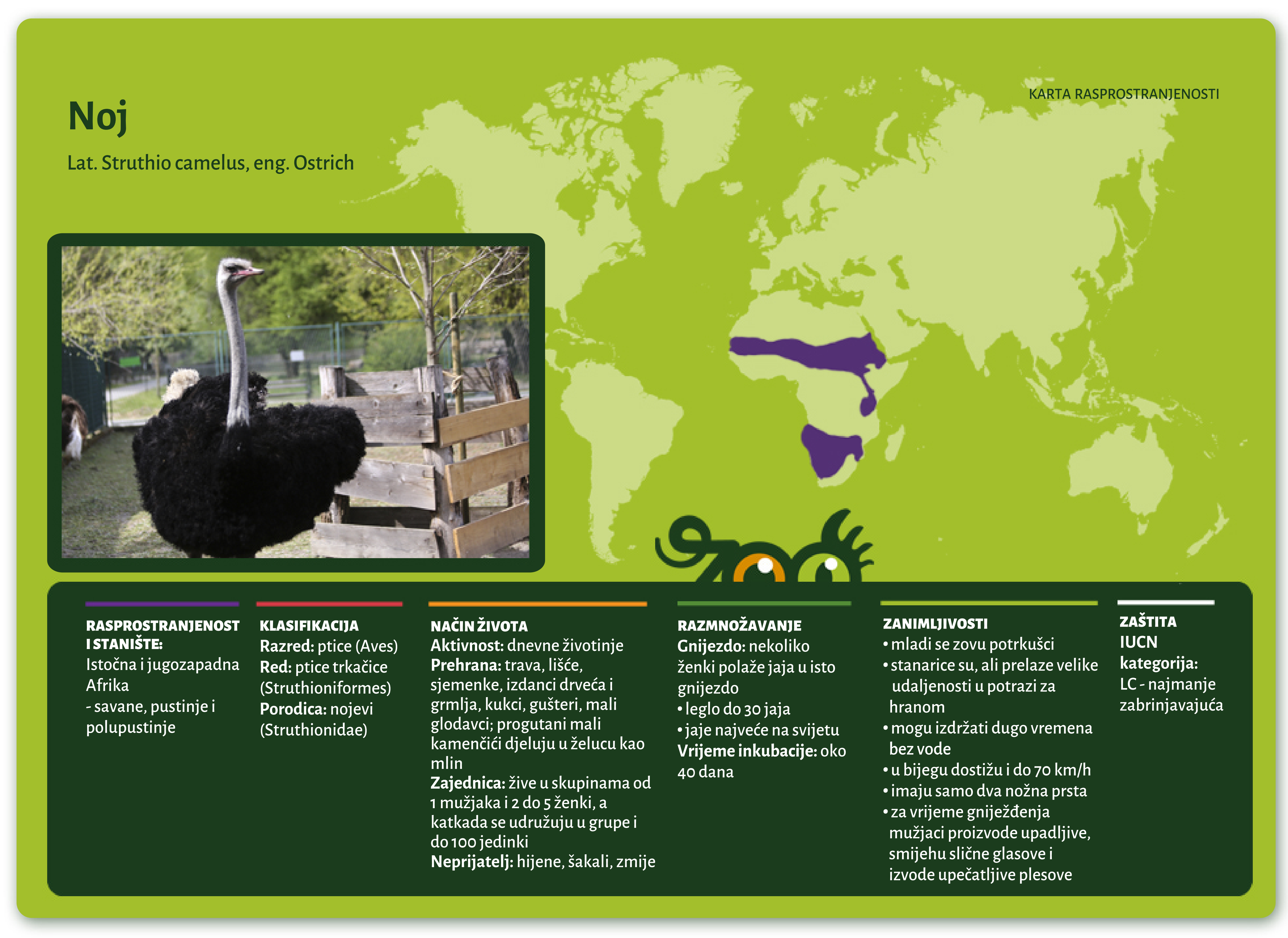 Noj (Struthio camelus)