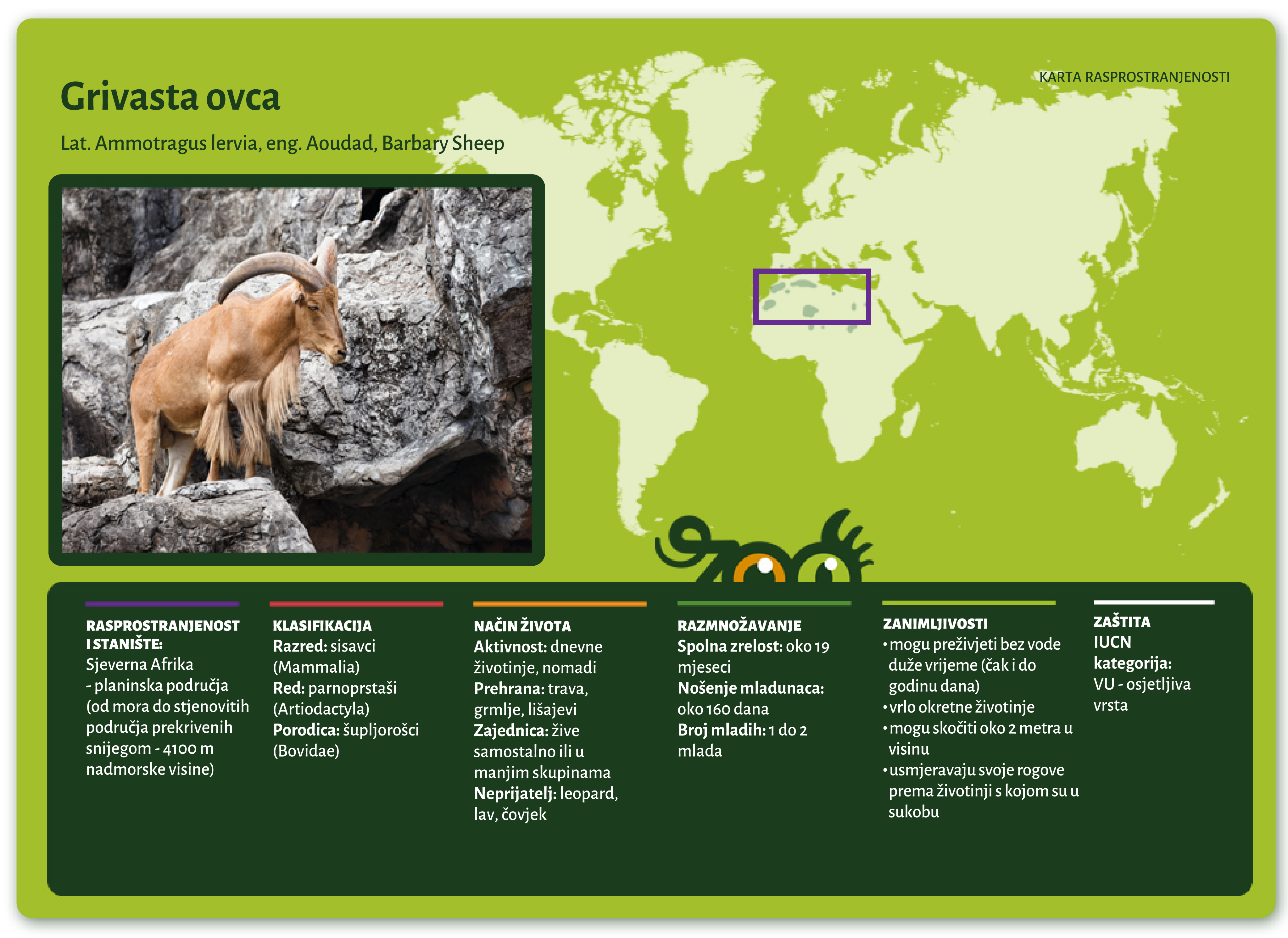 Grivasta ovca (Ammotragus lervia)