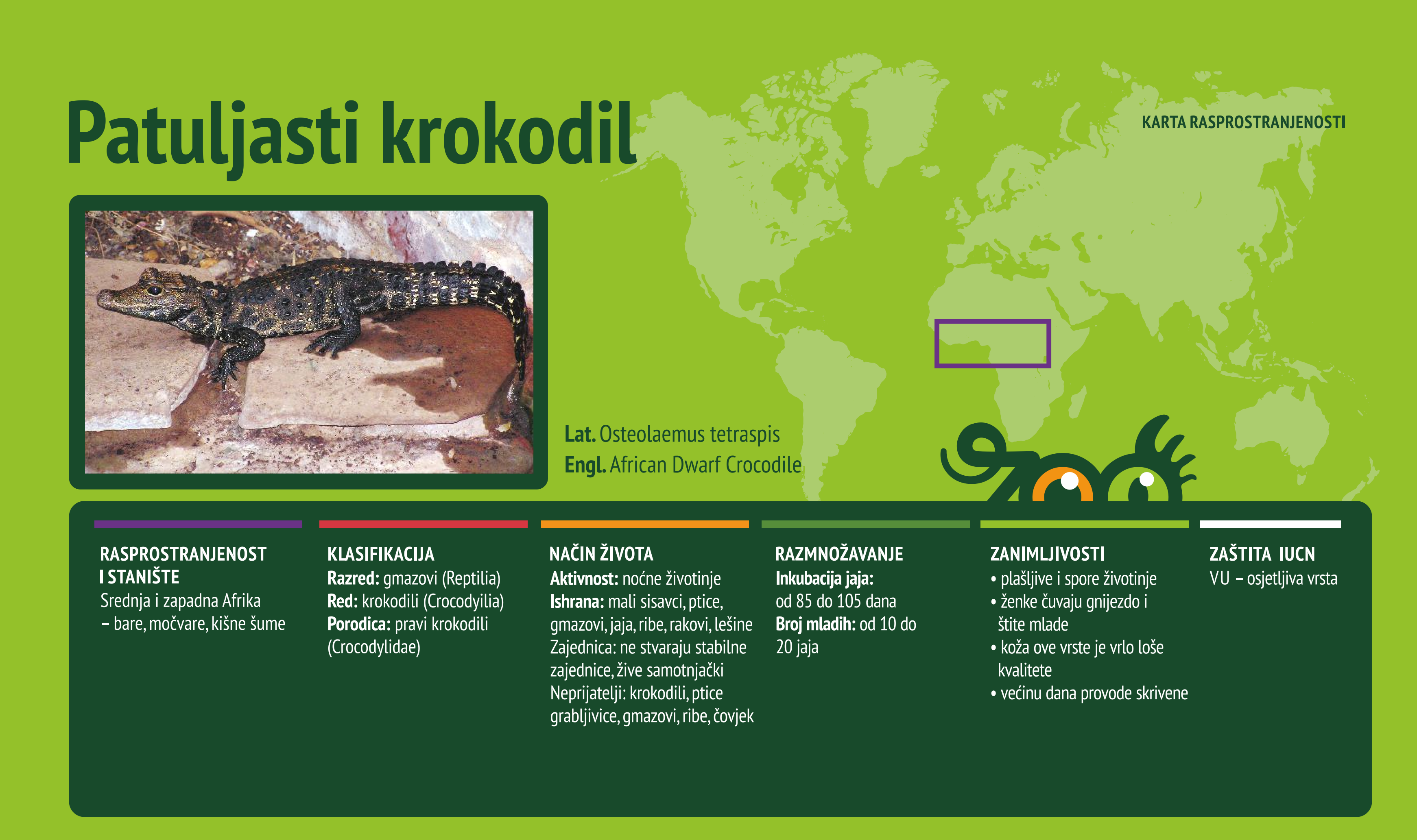 Patuljasti krokodil (Osteolaemus tetraspis)