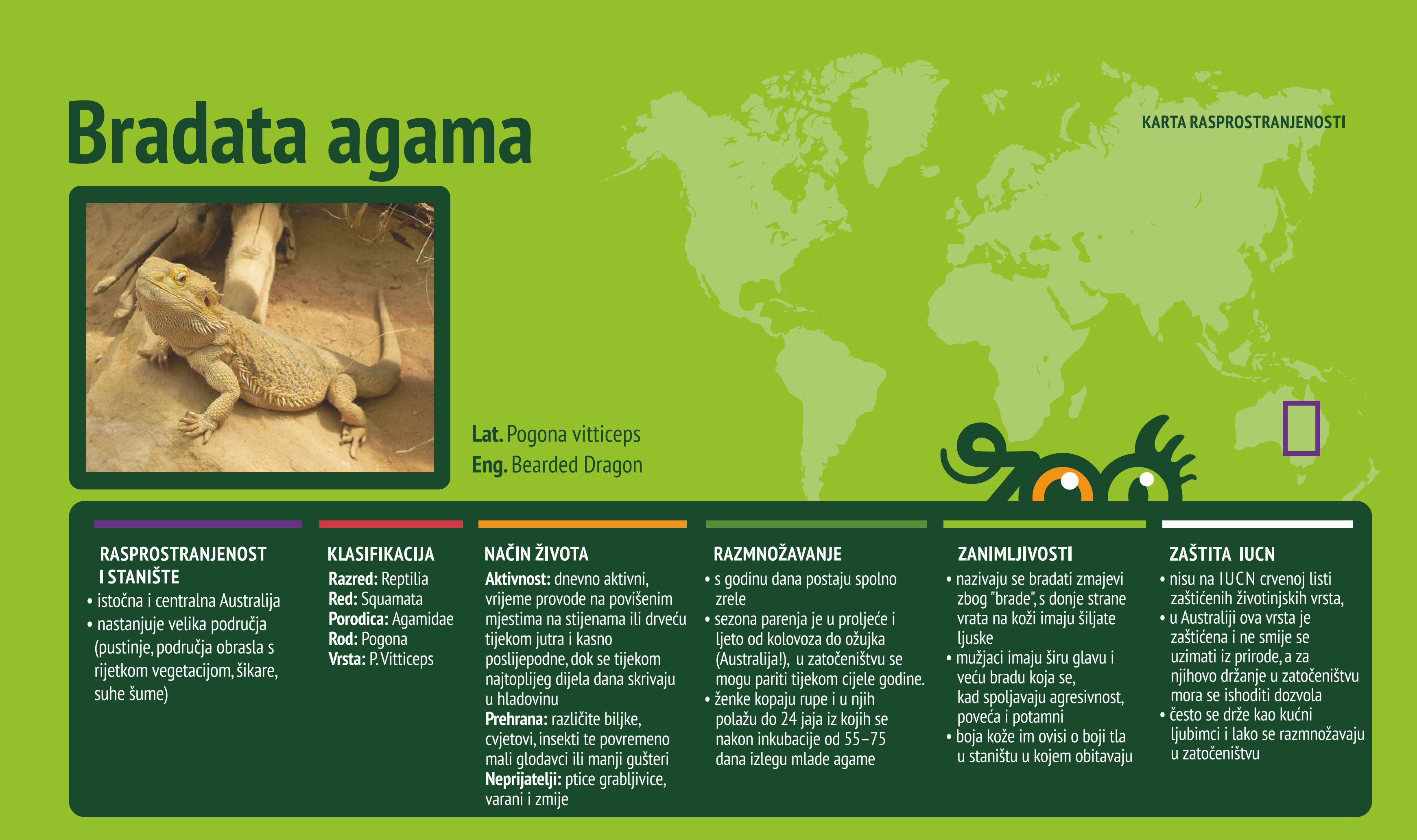 Bradata agama (Pogona vitticeps)