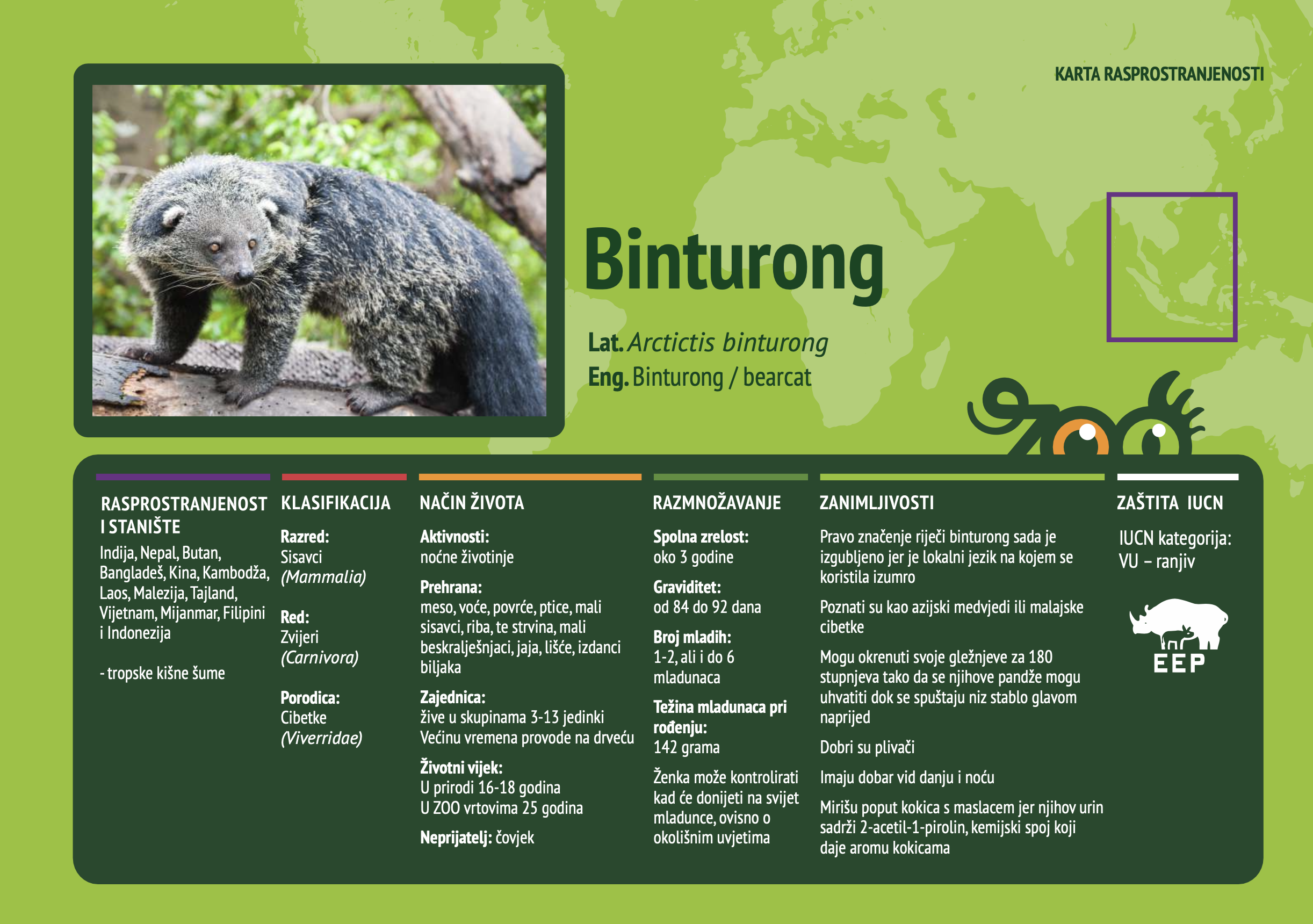 Binturong