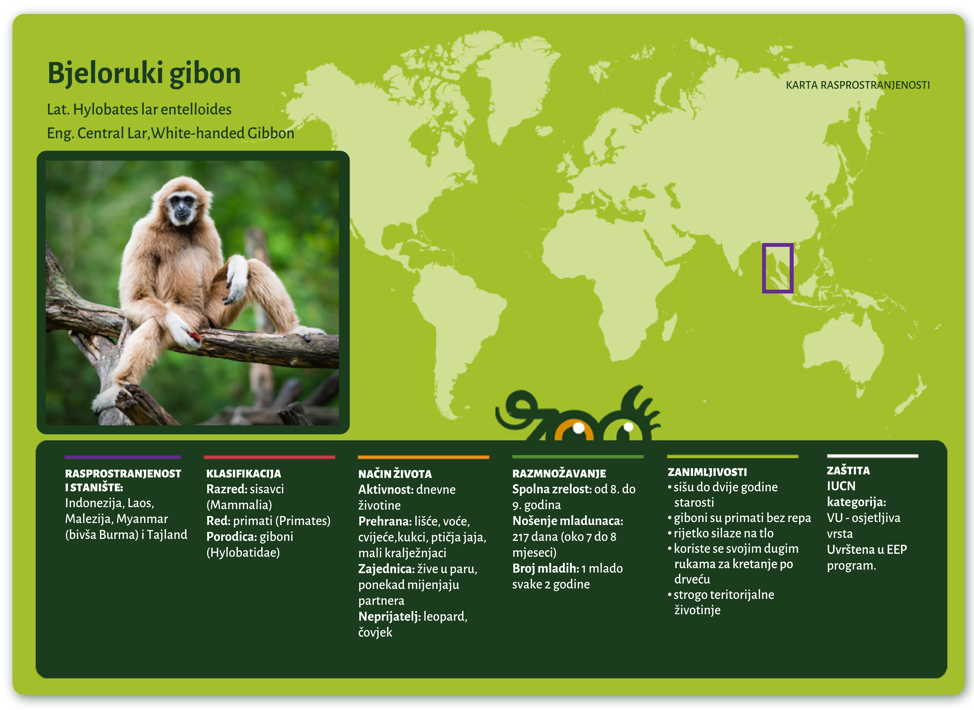 Bjeloruki gibon (Hylobates lar entelloides)