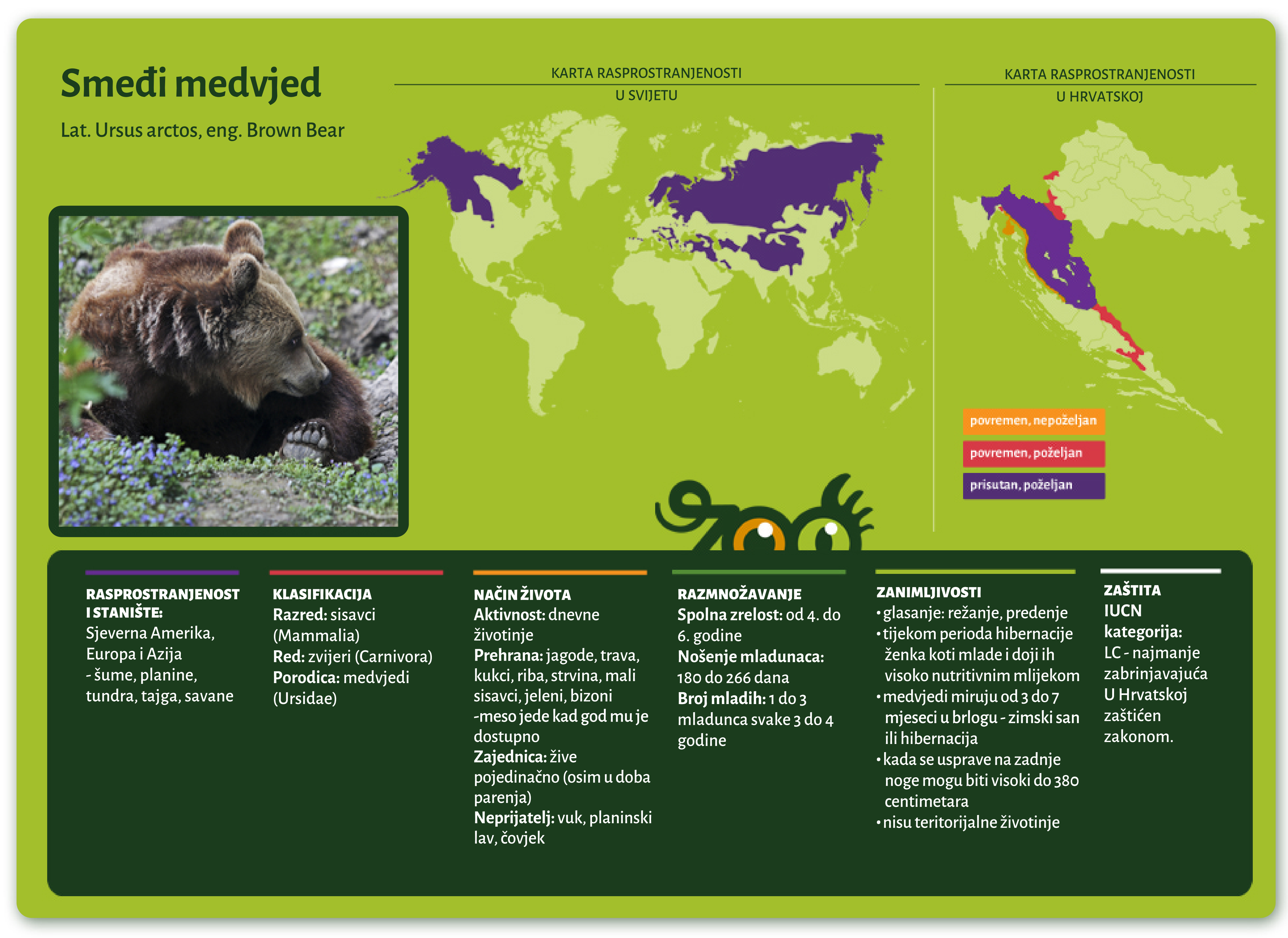 Smeđi medvjed (Ursus arctos)