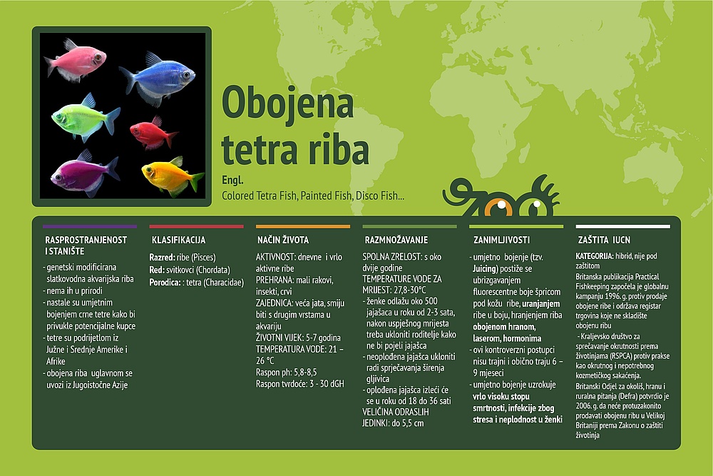 Obojena tetra riba