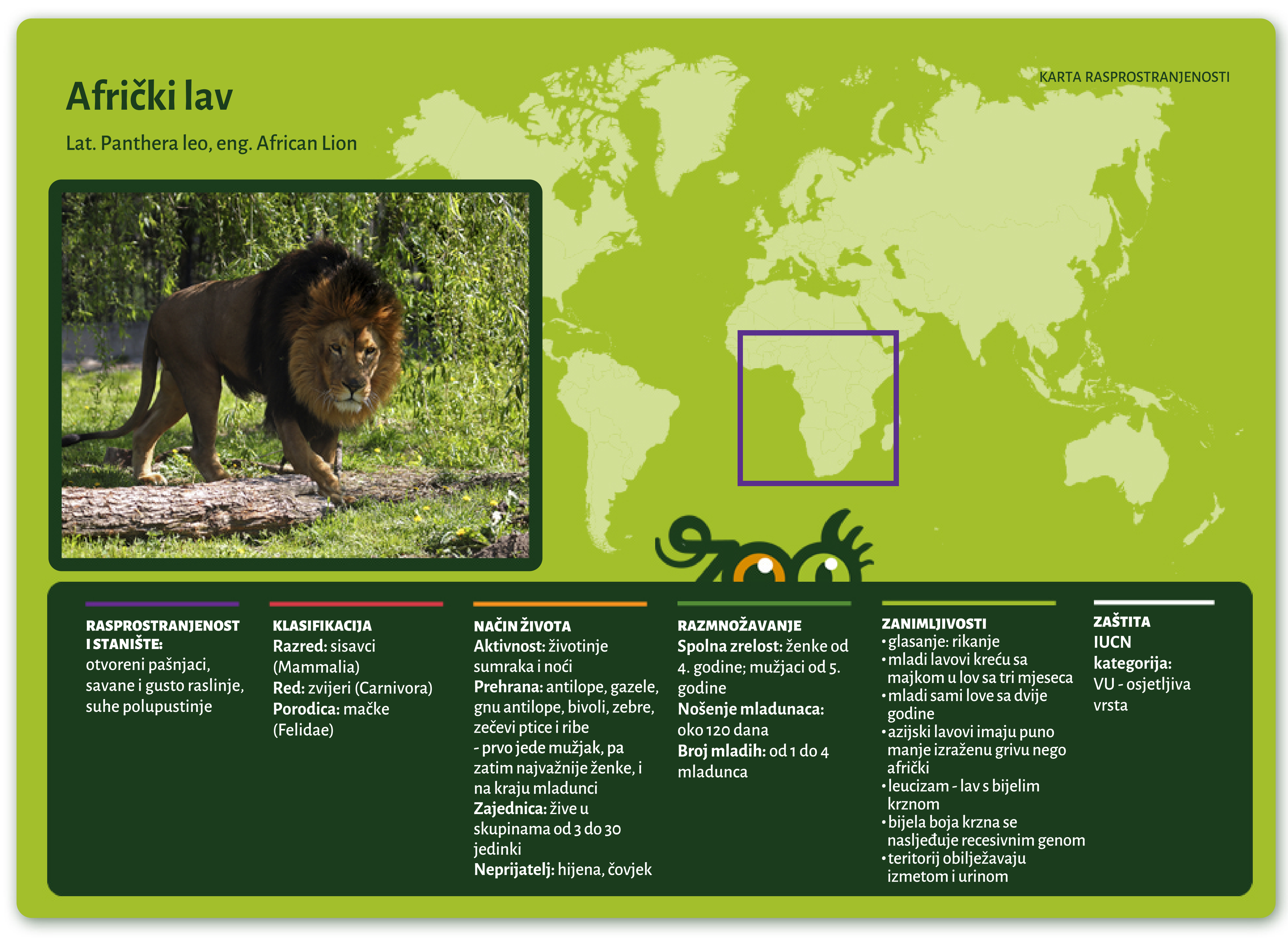 Afrički lav (Panthera leo)