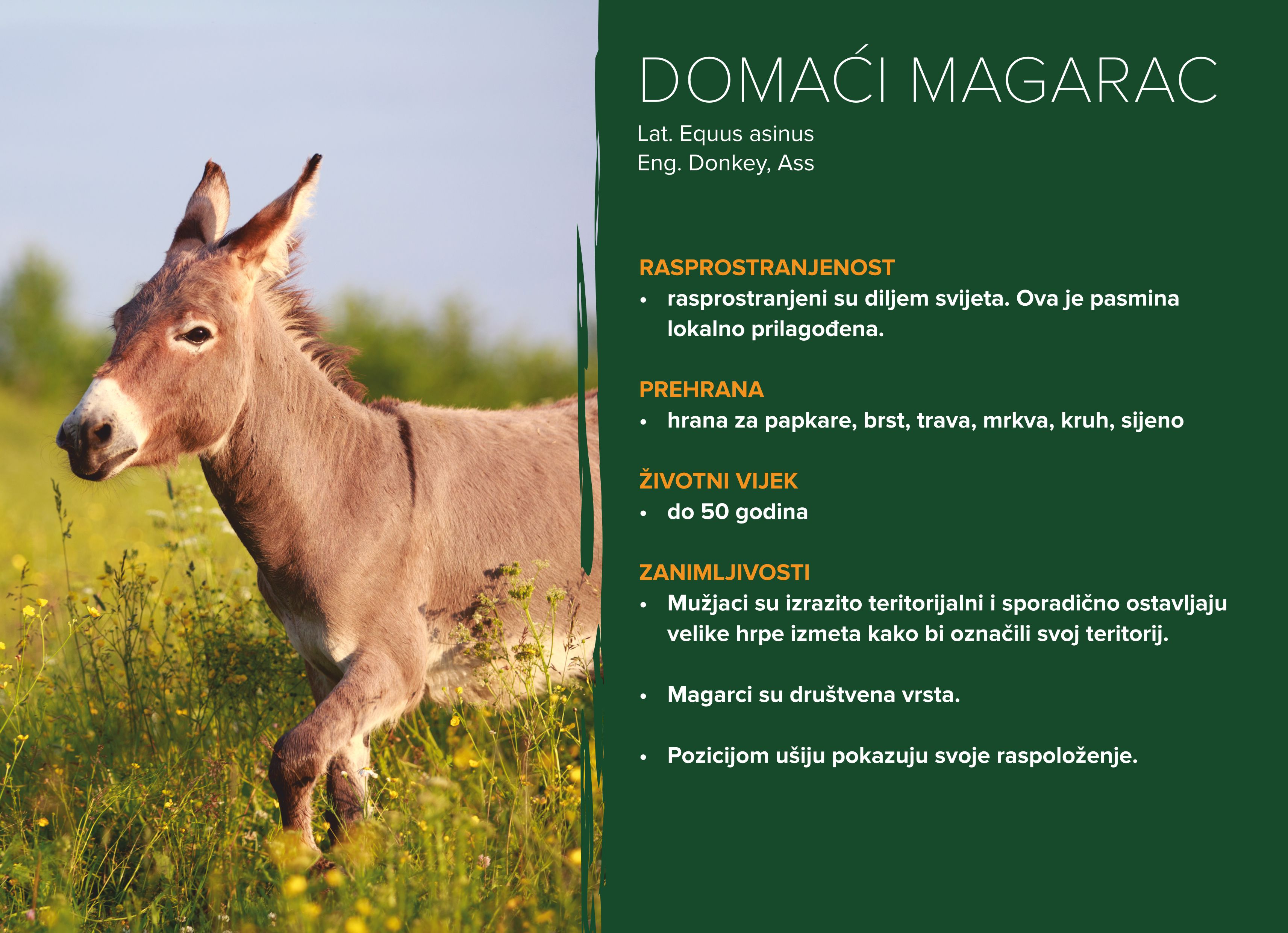 Domaći magarac