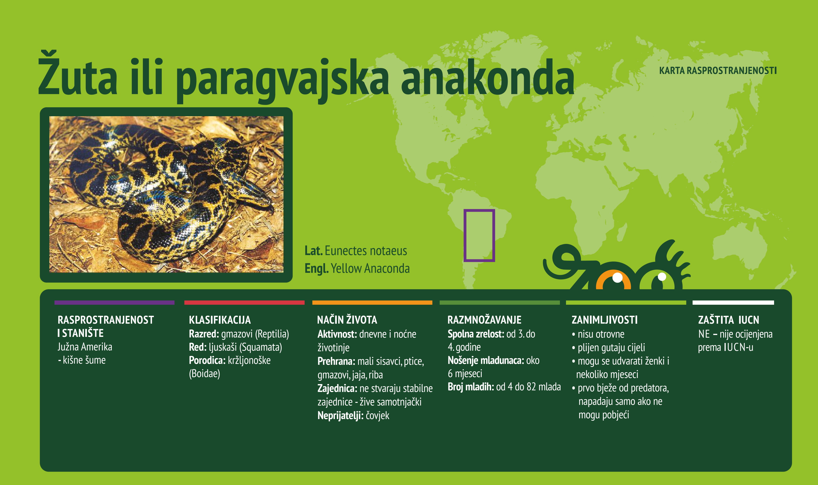 Žuta ili Paragvajska anakonda (Eunectes notaeus)