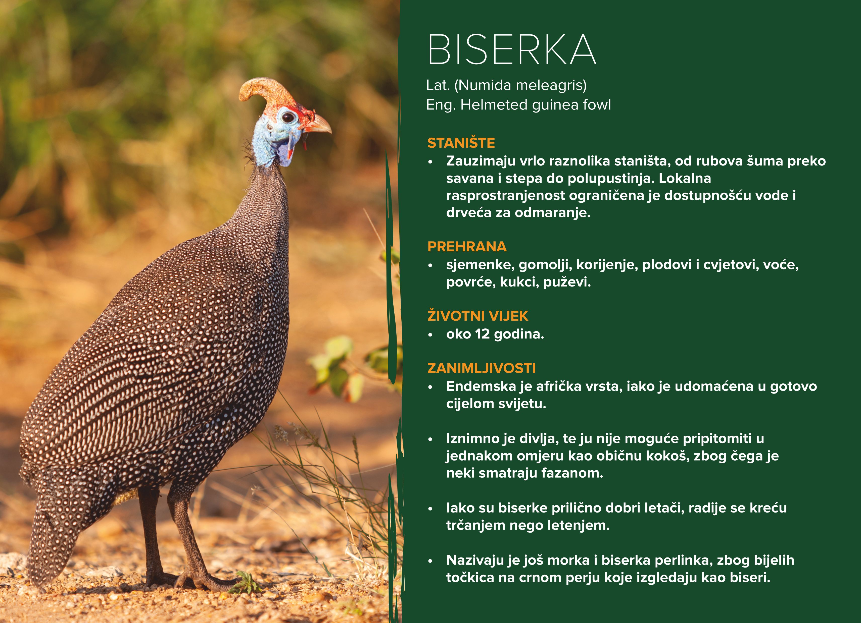 Biserka (Numida meleagris)