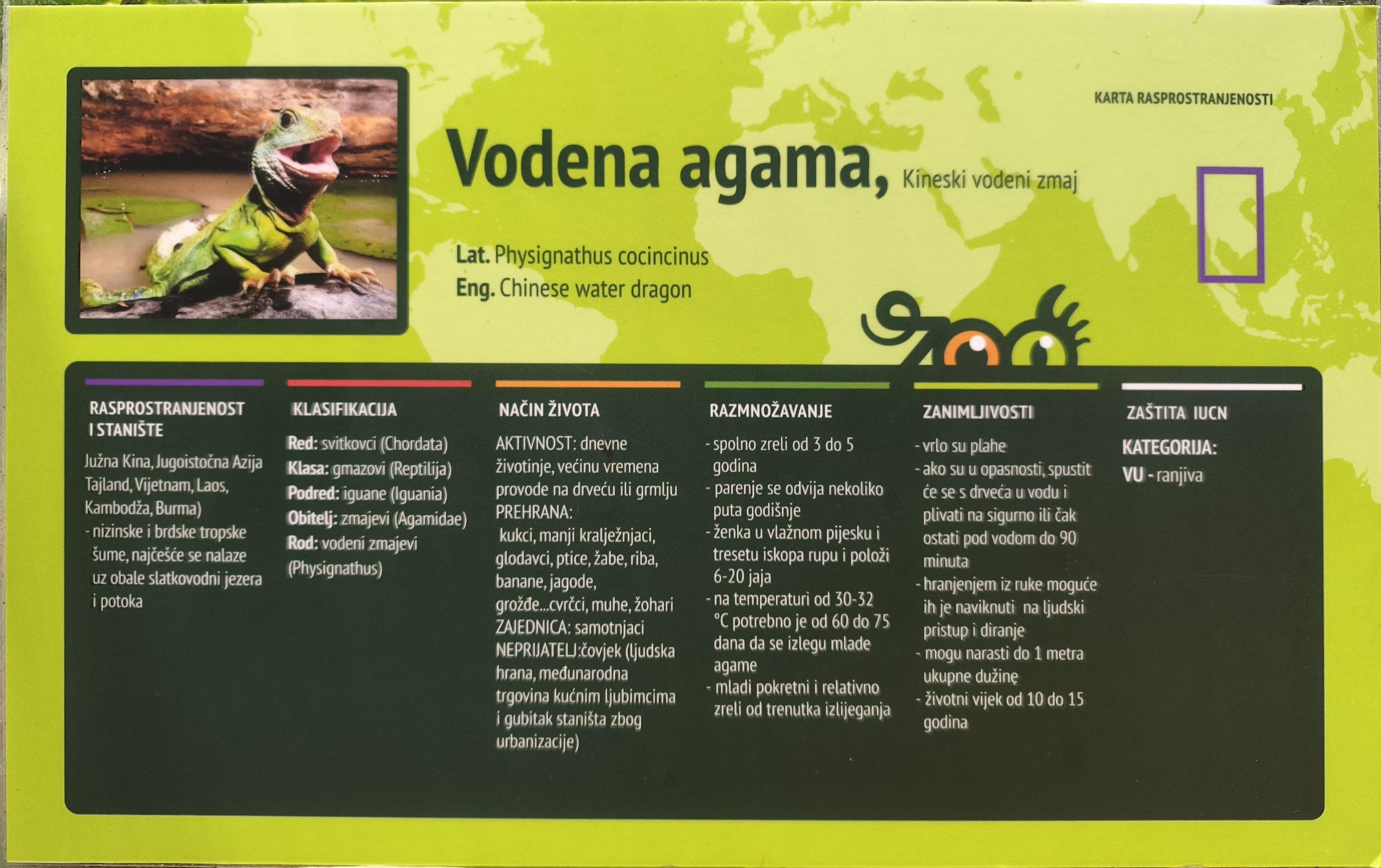 Vodena agama (Physignathus cocincinus)