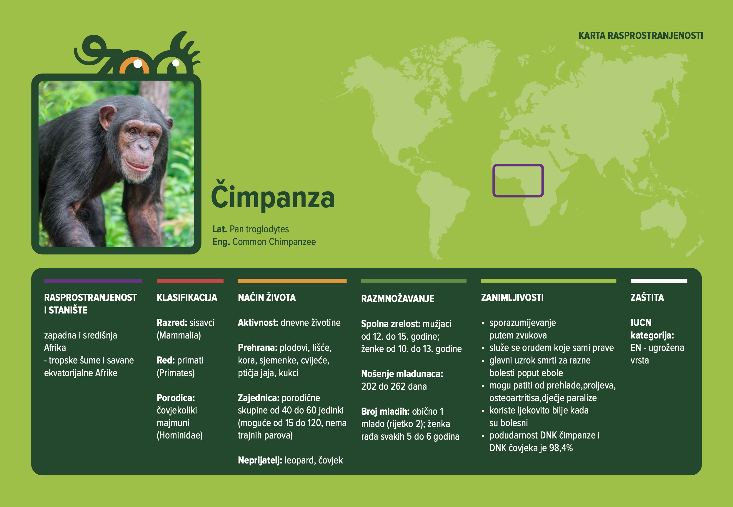 Čimpanza (Pan troglodytes)