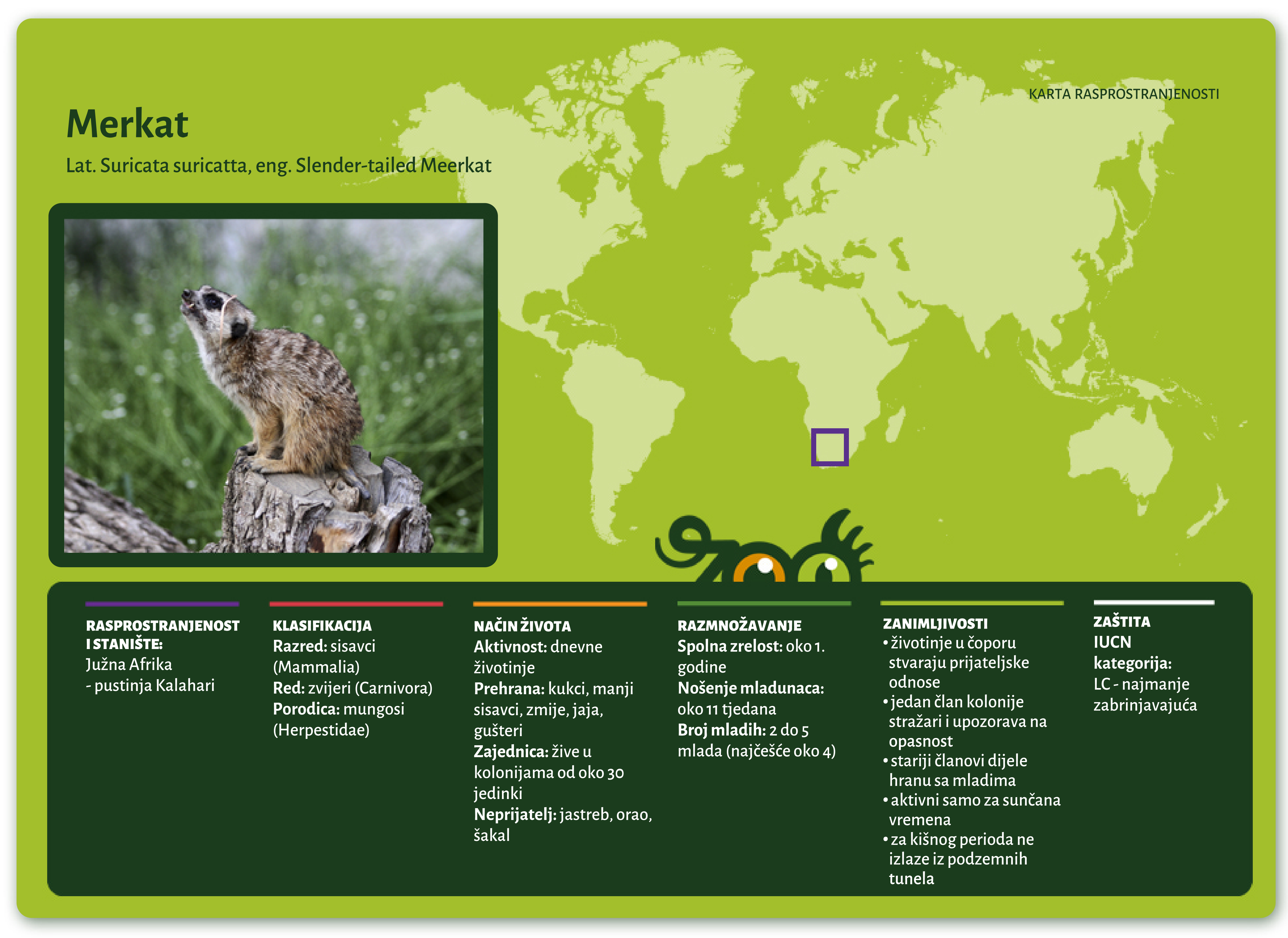 Merkat (Suricata suricatta)