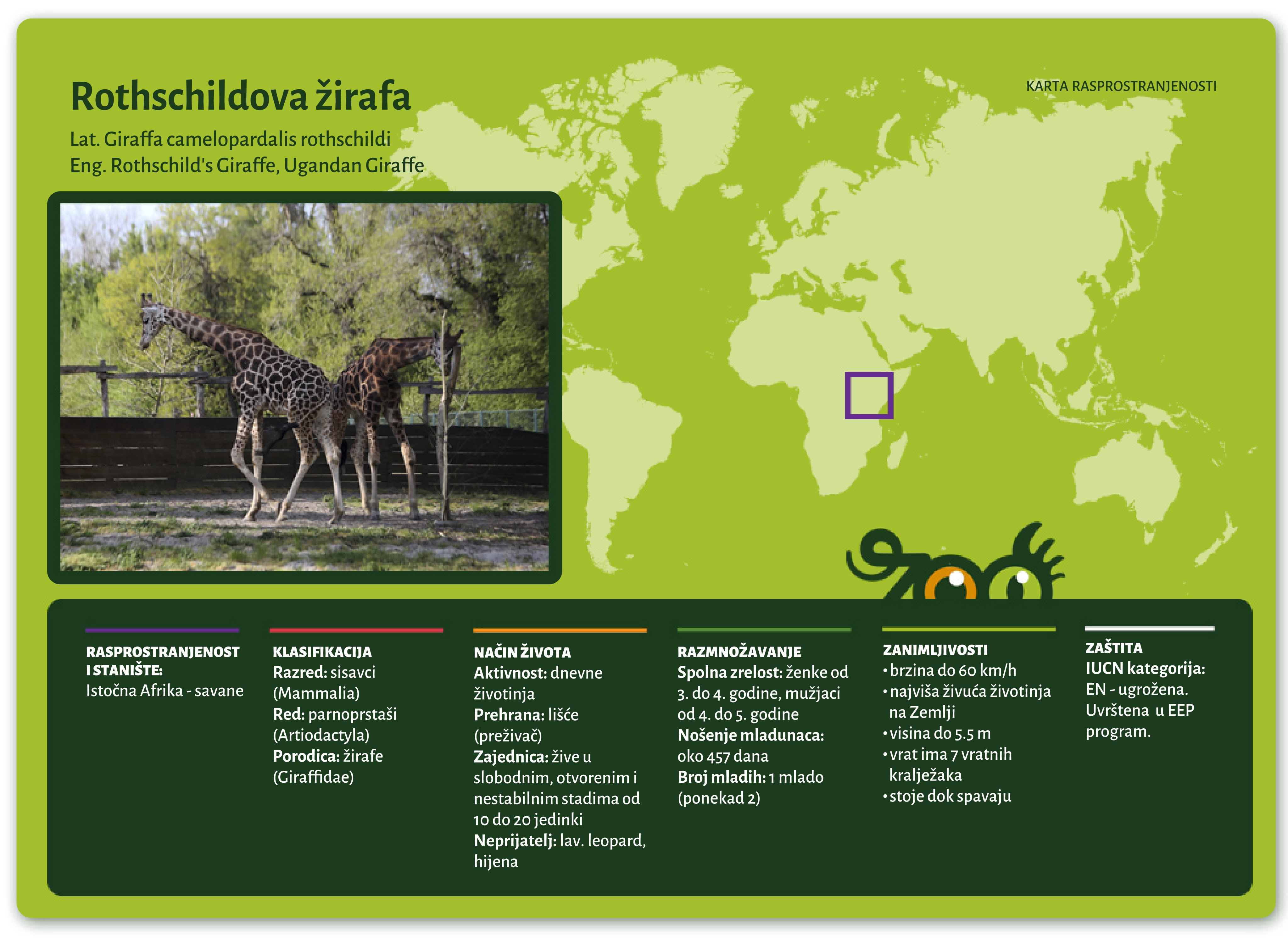 Rothschildova žirafa (Giraffa camelopardalis rothschildi)