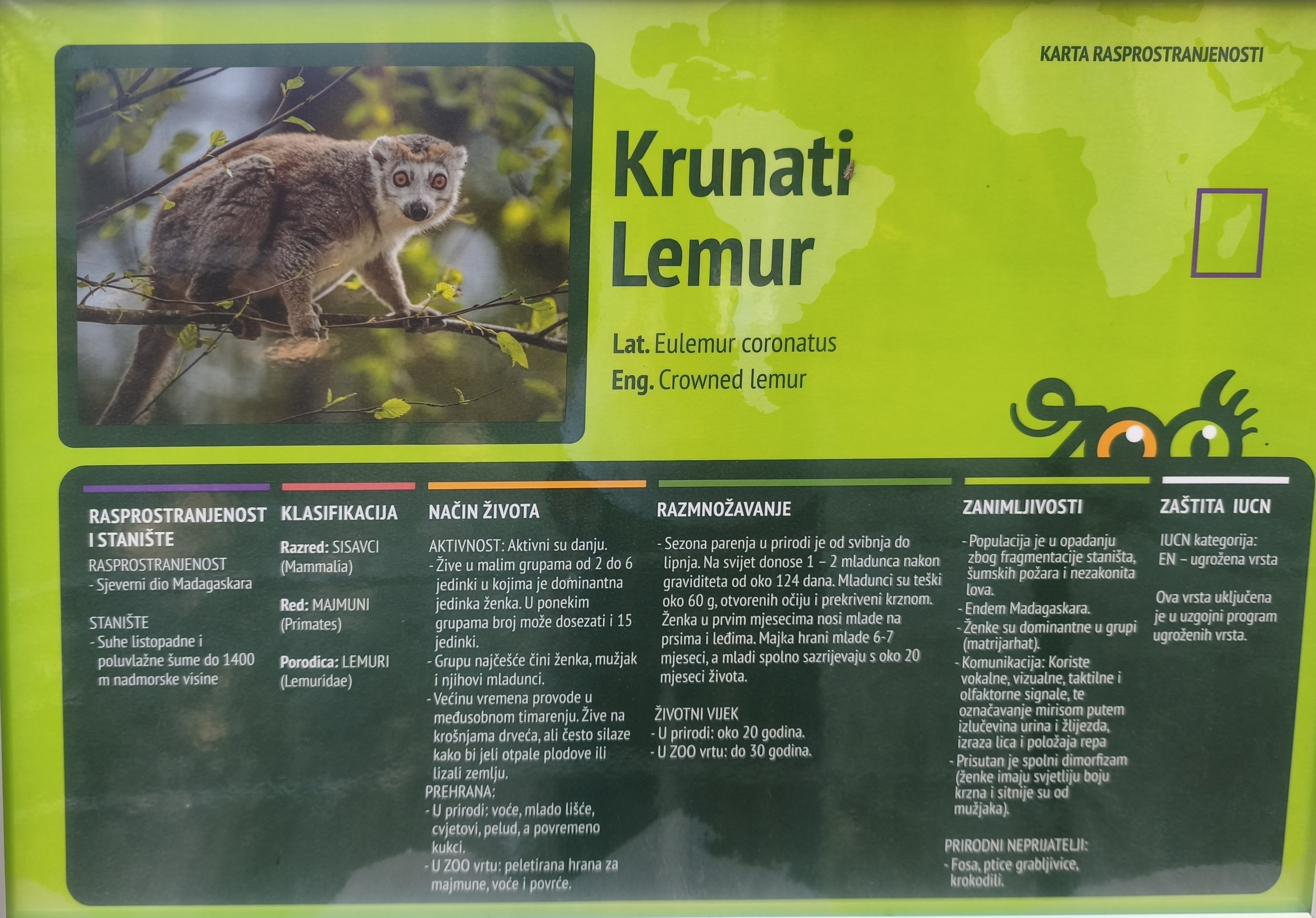 Krunati Lemur