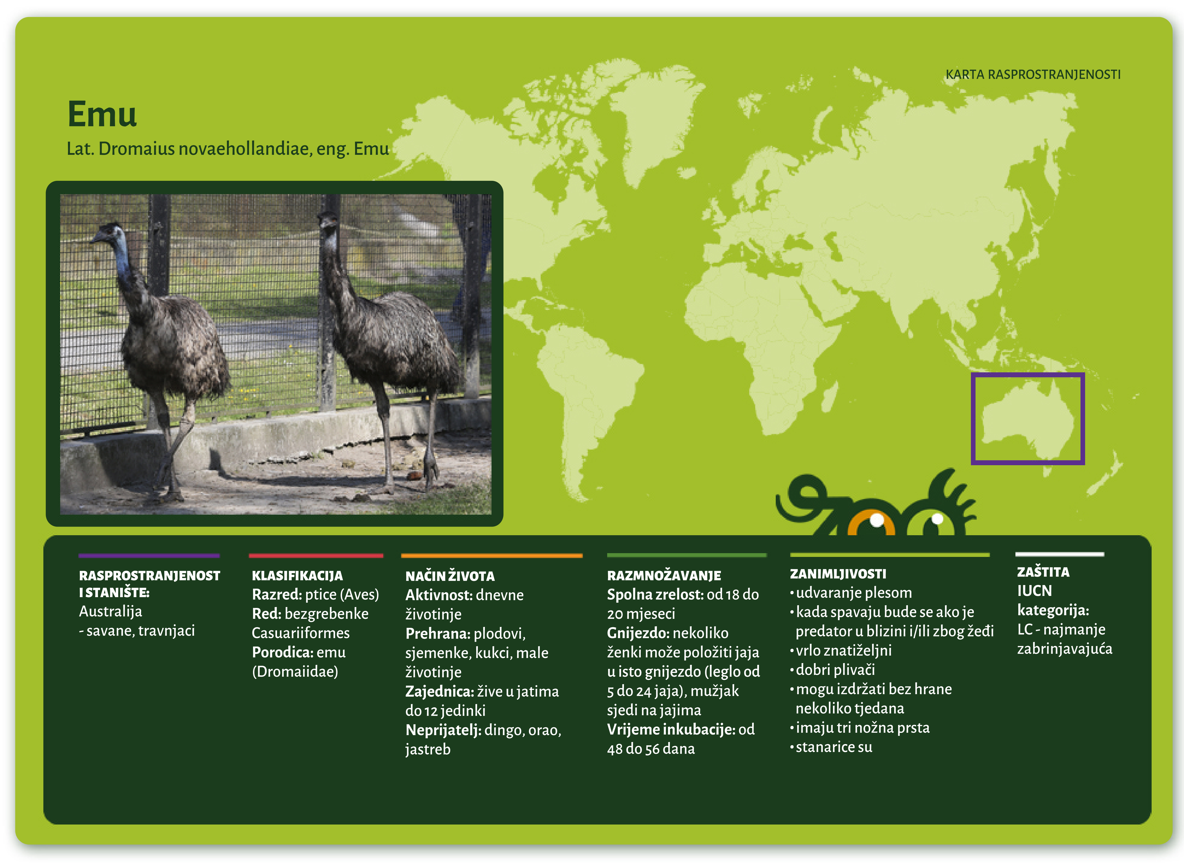 Emu (Dromaius novaehollandiae)