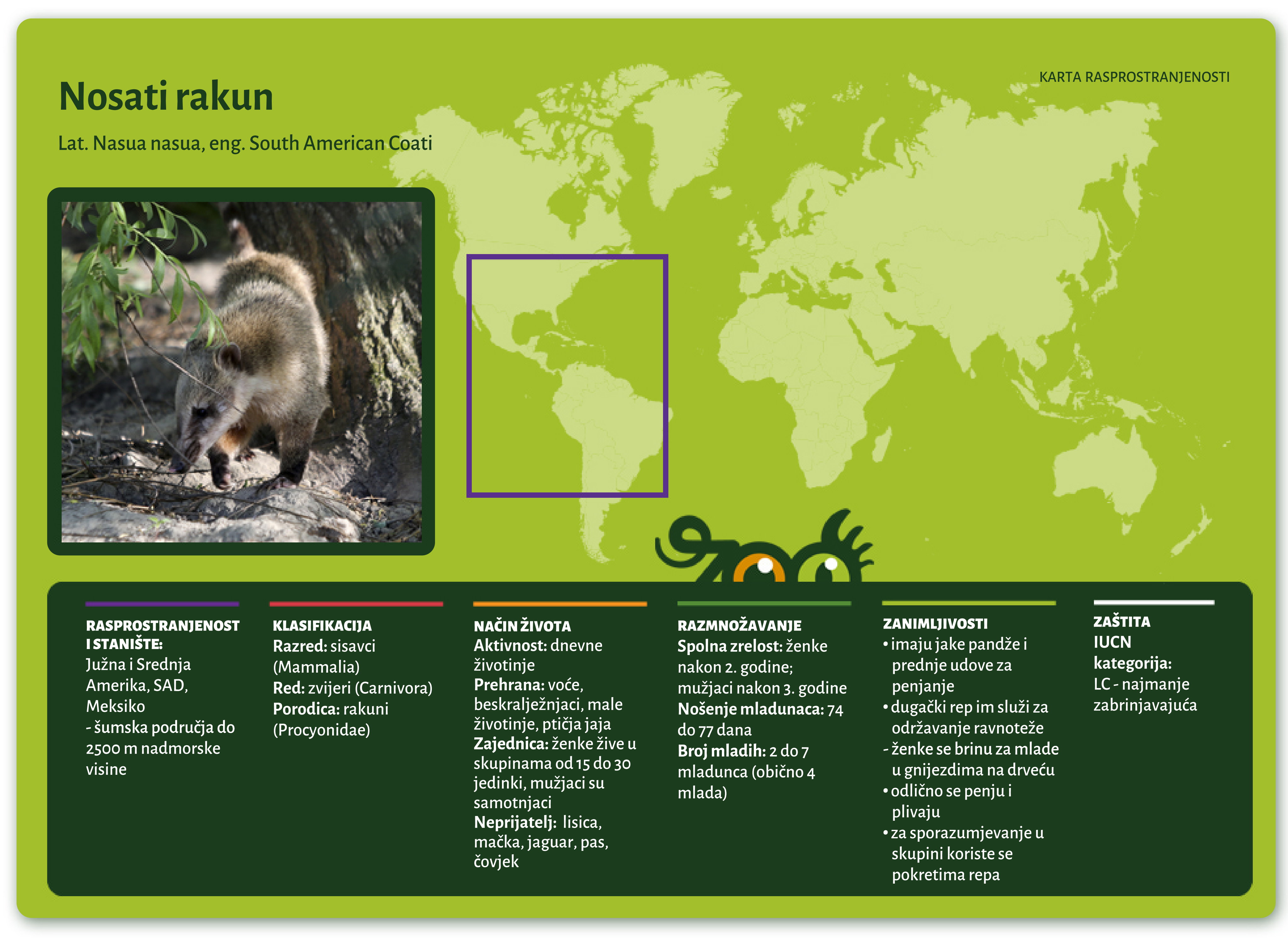  Nosati rakun (Nasua nasua)