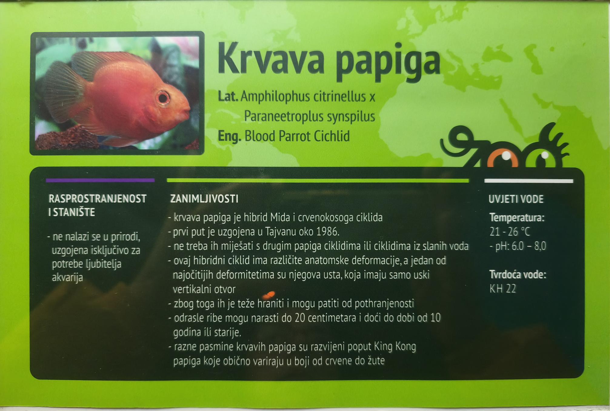 Krvava papiga