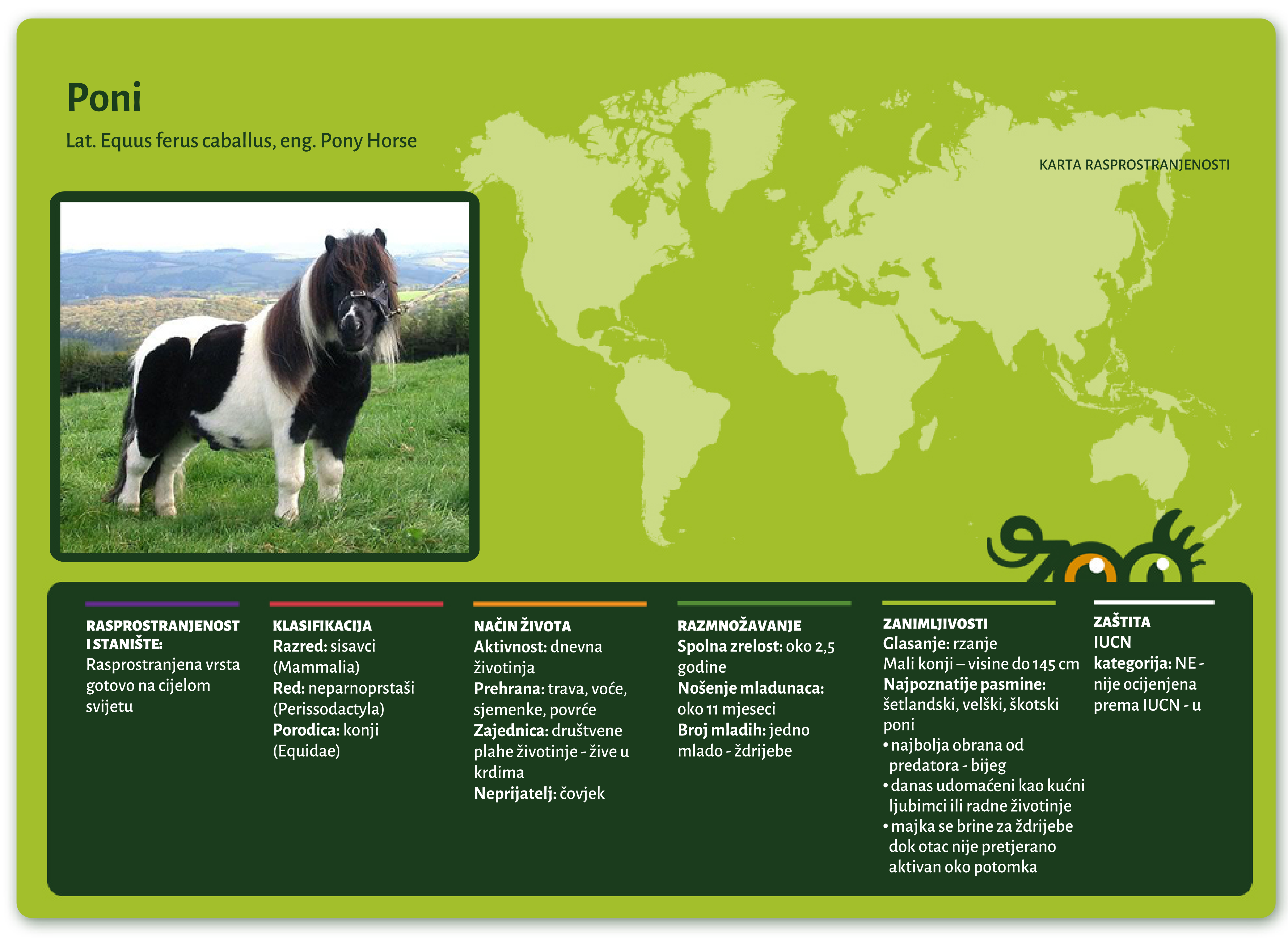 Poni konj (Equus caballus)