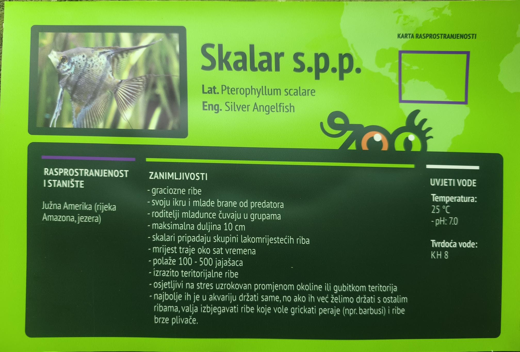 Skalar (Pterophyllum altum)
