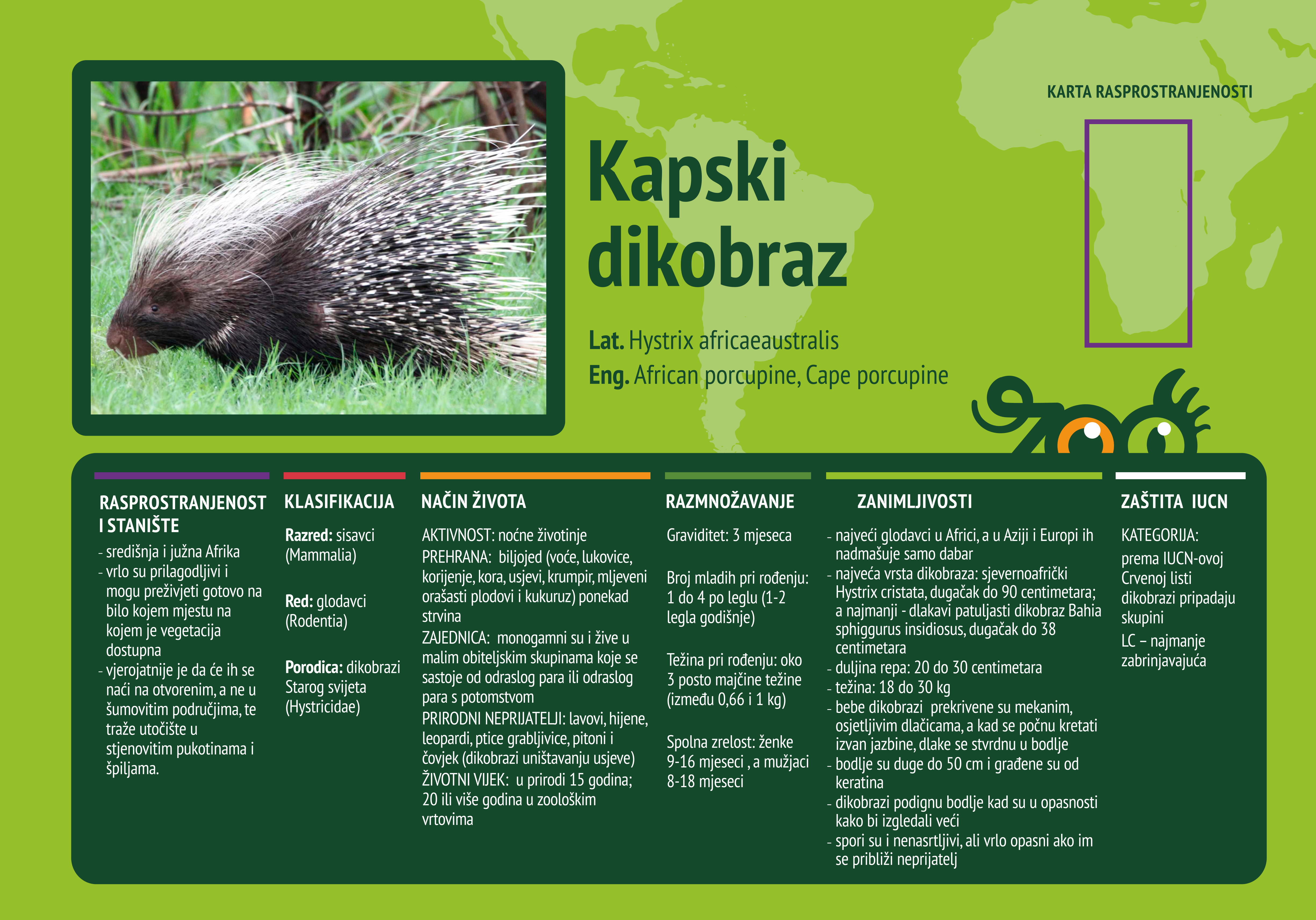 Dikobraz (Hystrix africaeaustralis)