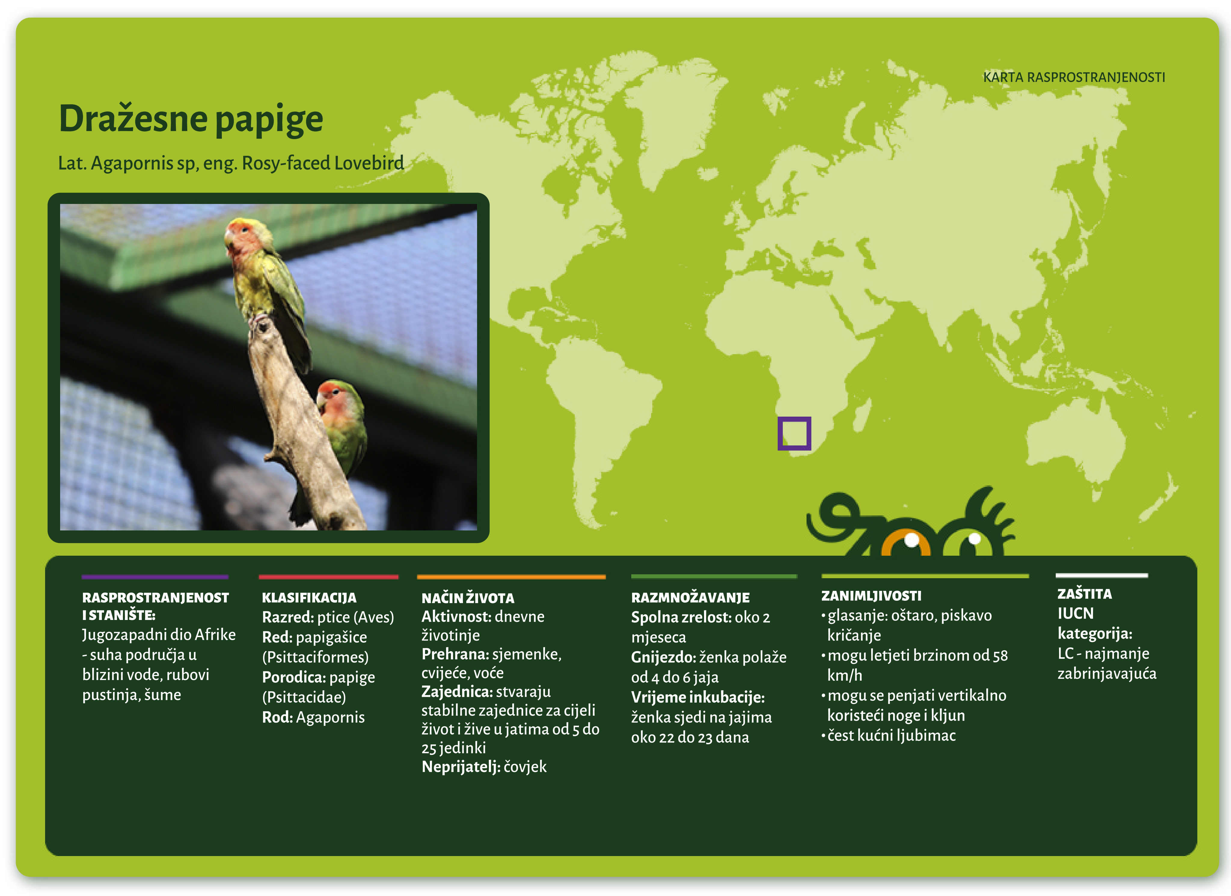 Dražesne papige (Agapornis sp)