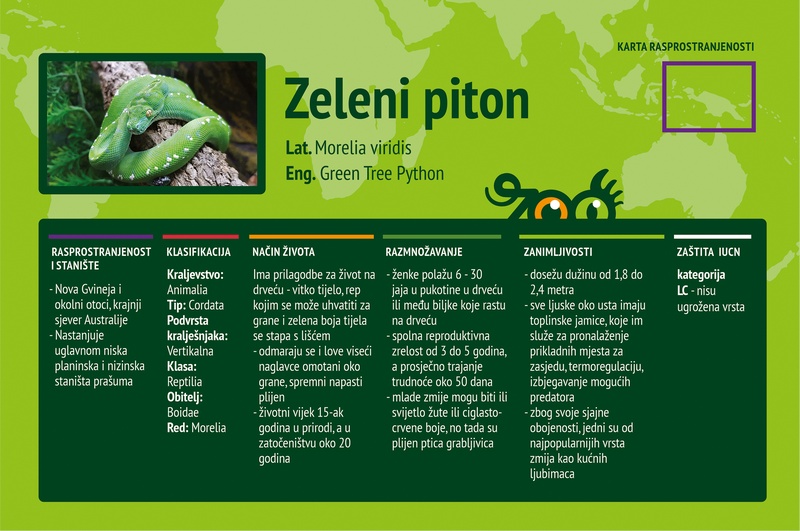 Zeleni piton (Morelia viridis)