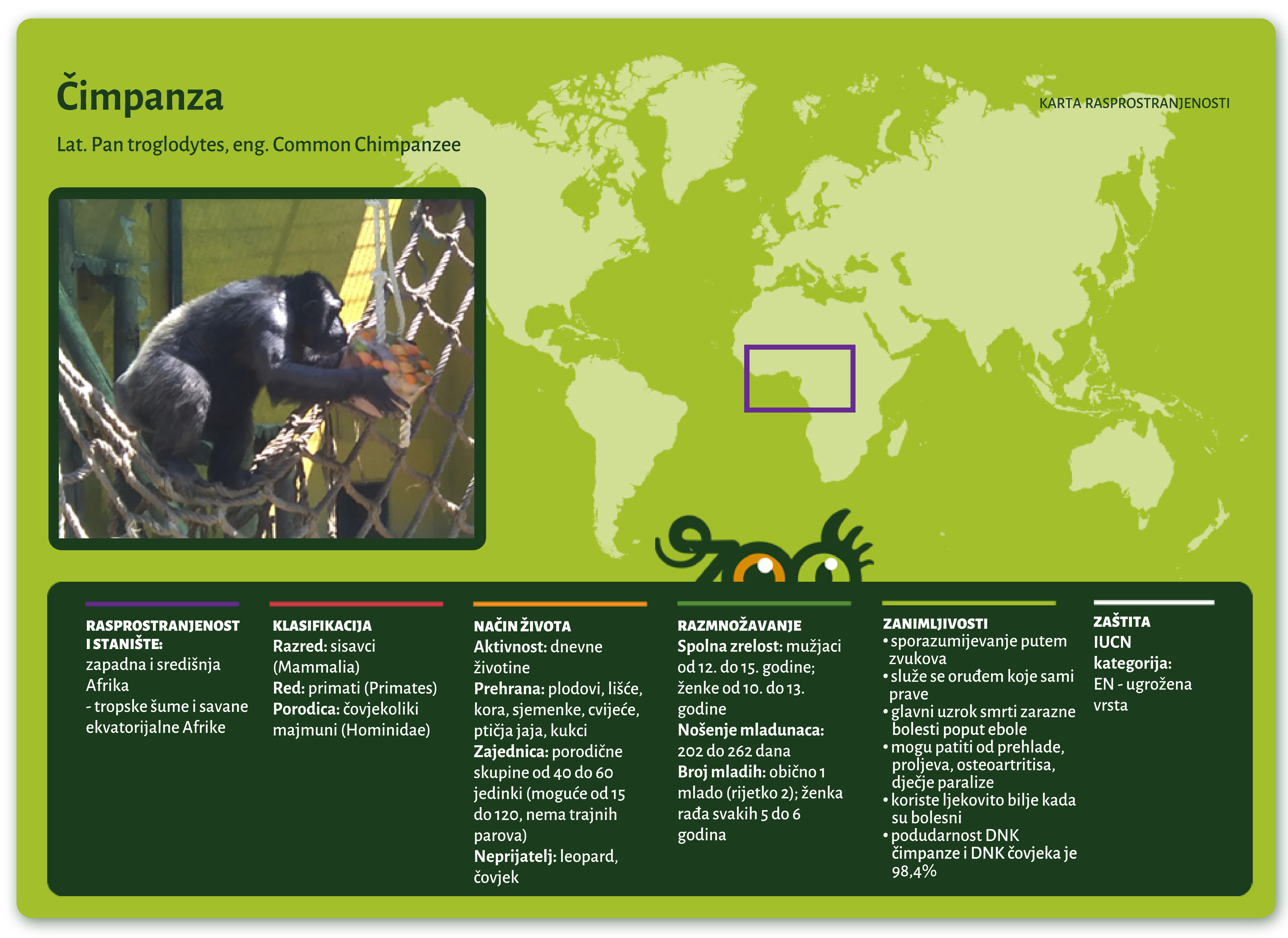 Čimpanza (Pan troglodytes)