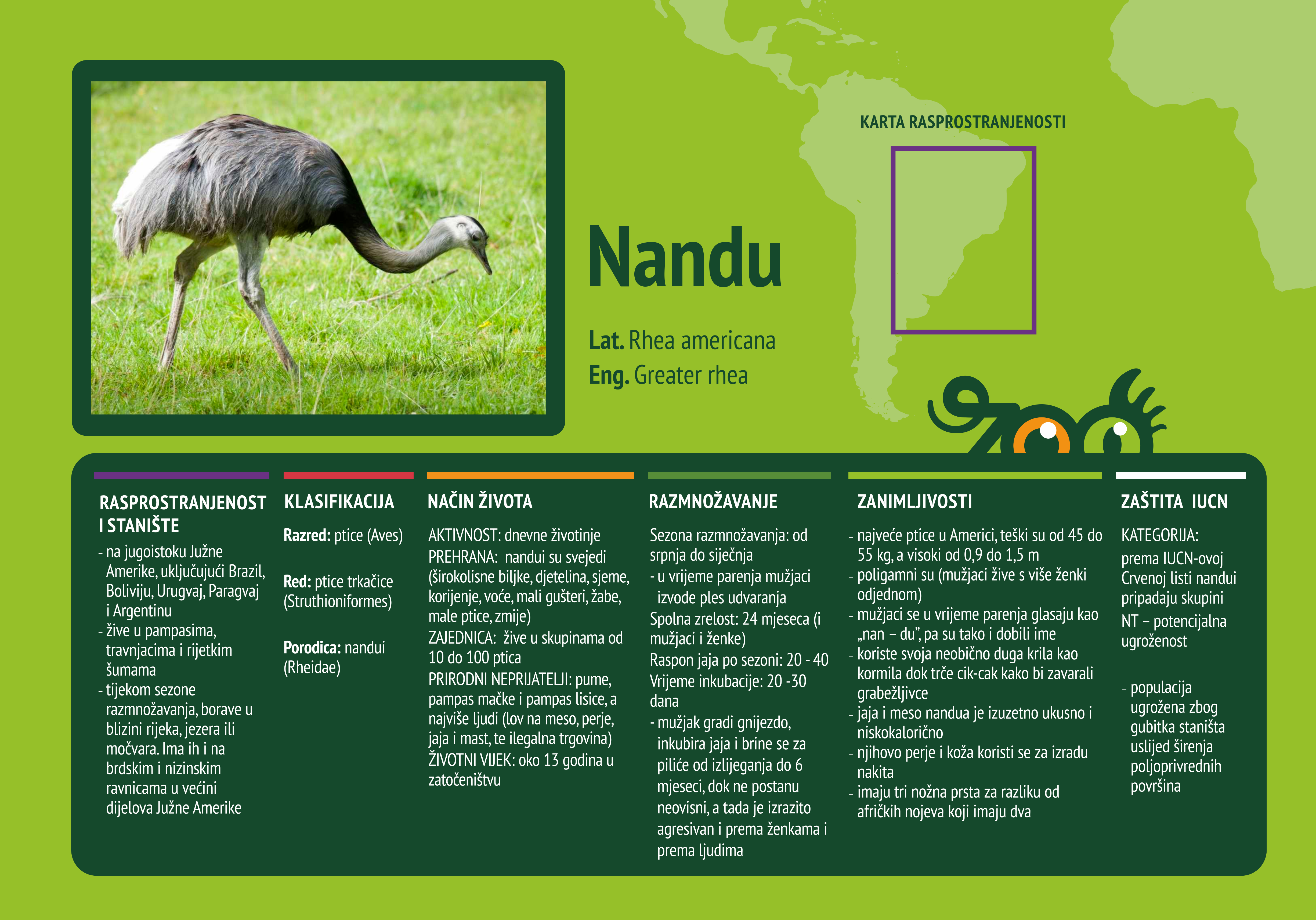 Nandu (Rhea americana)