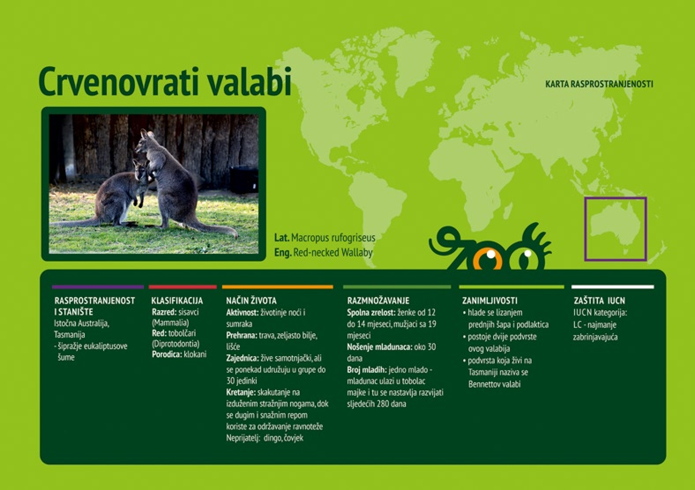 Crvenovrati valabi (Macropus rufogriseus)