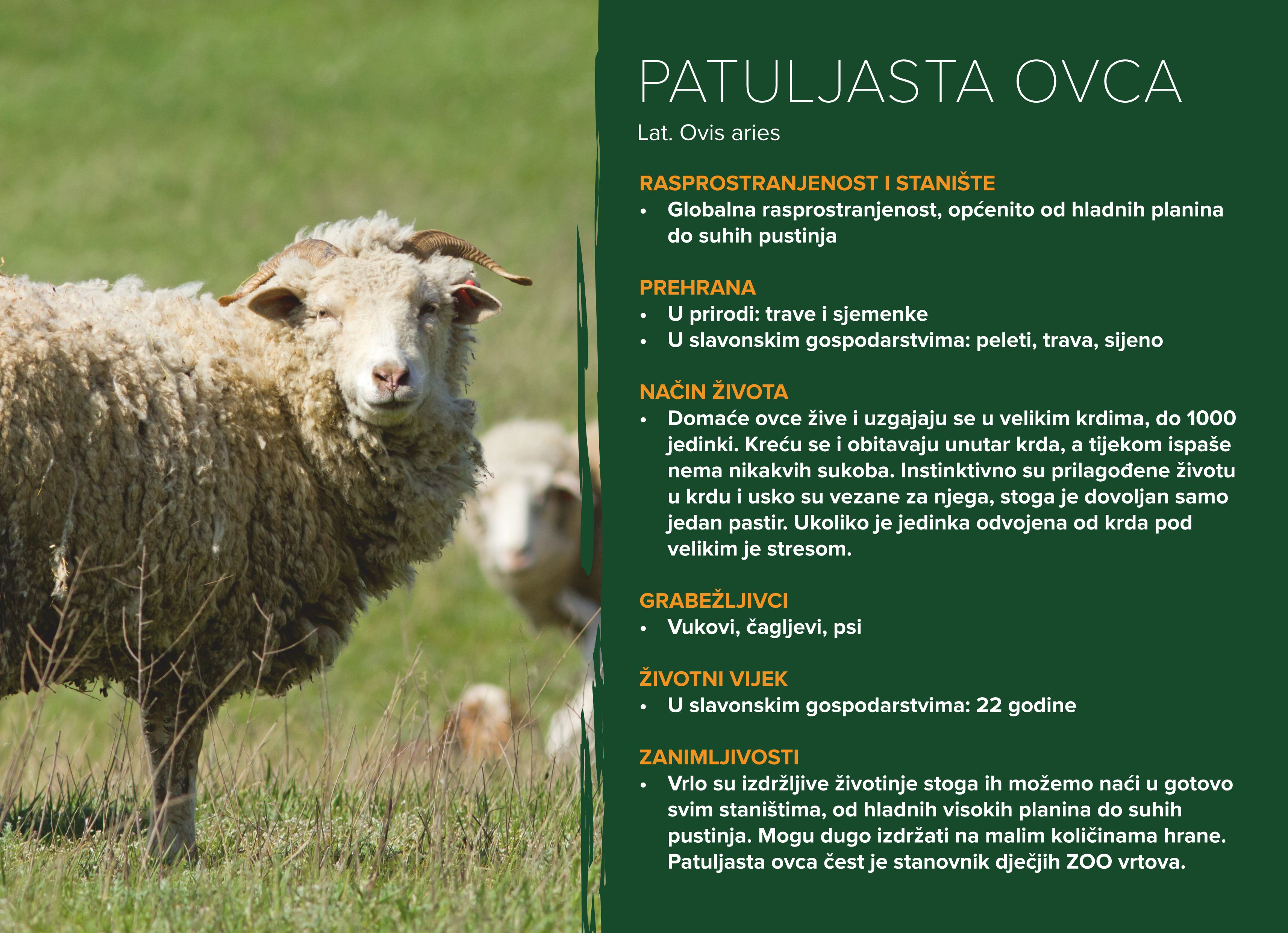 Patuljasta ovca (ovis aries)