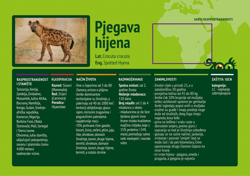 Pjegava hijena (Crocuta crocuta)