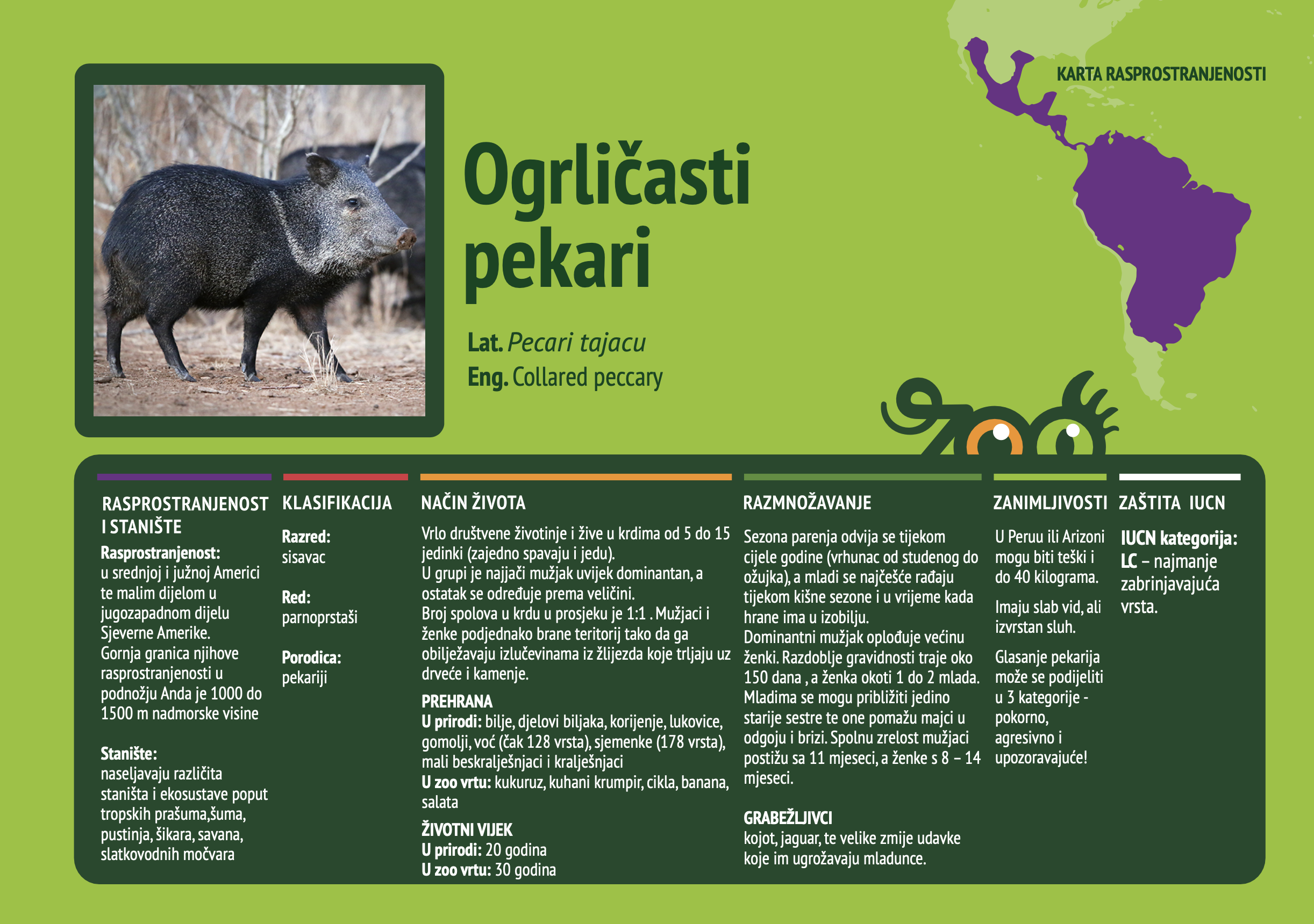 Ogrličasti pekari (Pecari tajacu)