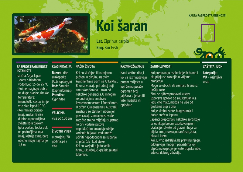 Koi šaran (Cyprinus carpio)
