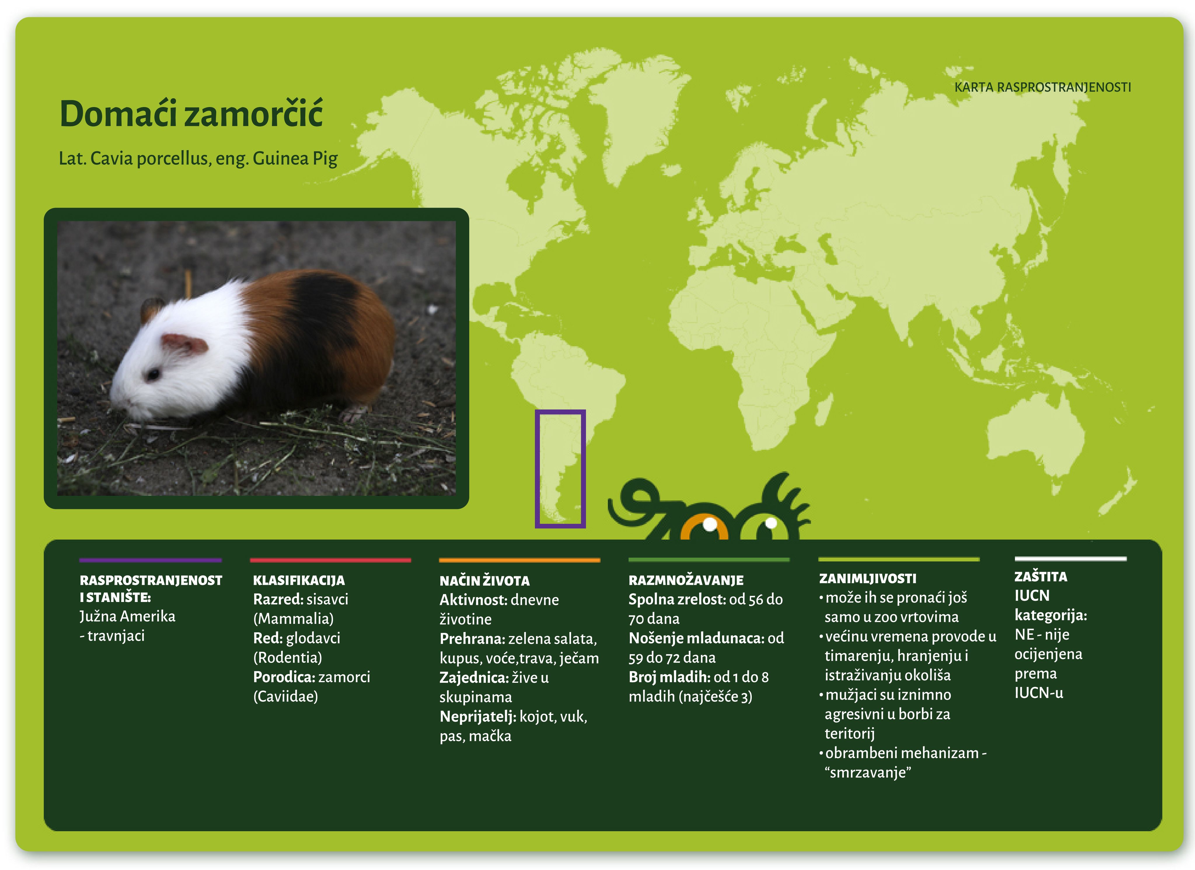 Domaći zamorčić (Cavia porcellus)