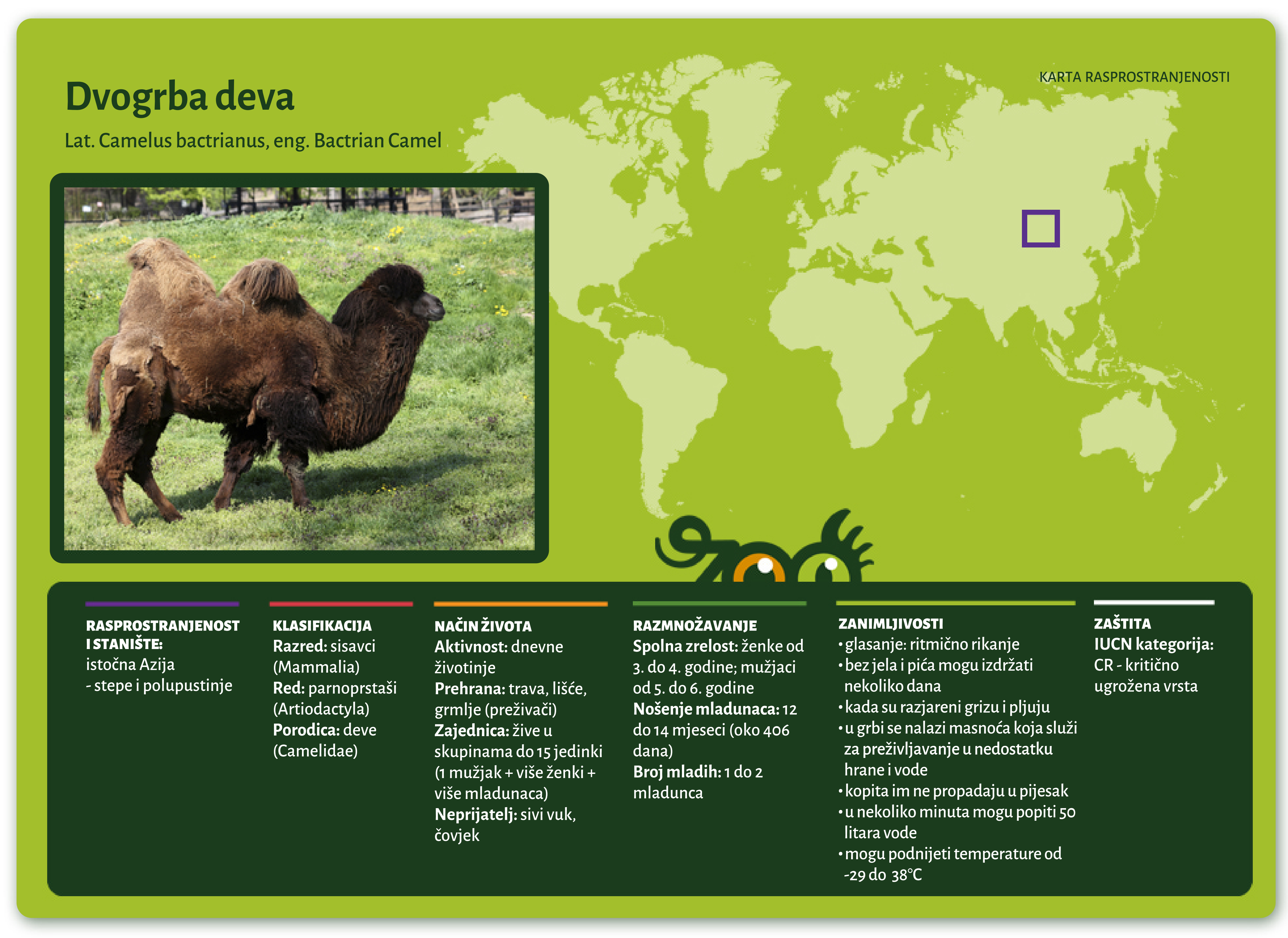 Dvogrba deva (Camelus bactrianus)