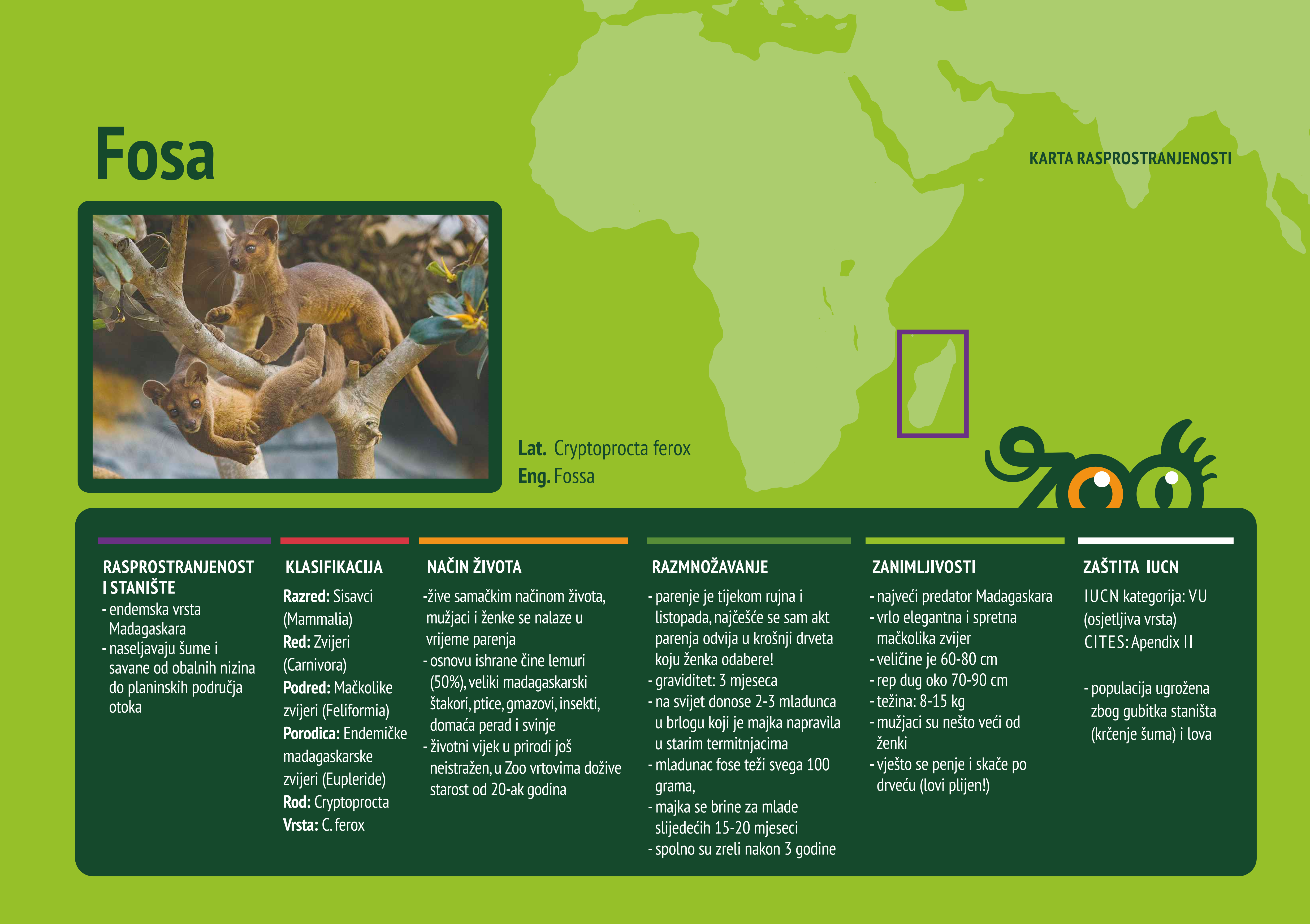 Fosa (Cryptoprocta ferox)