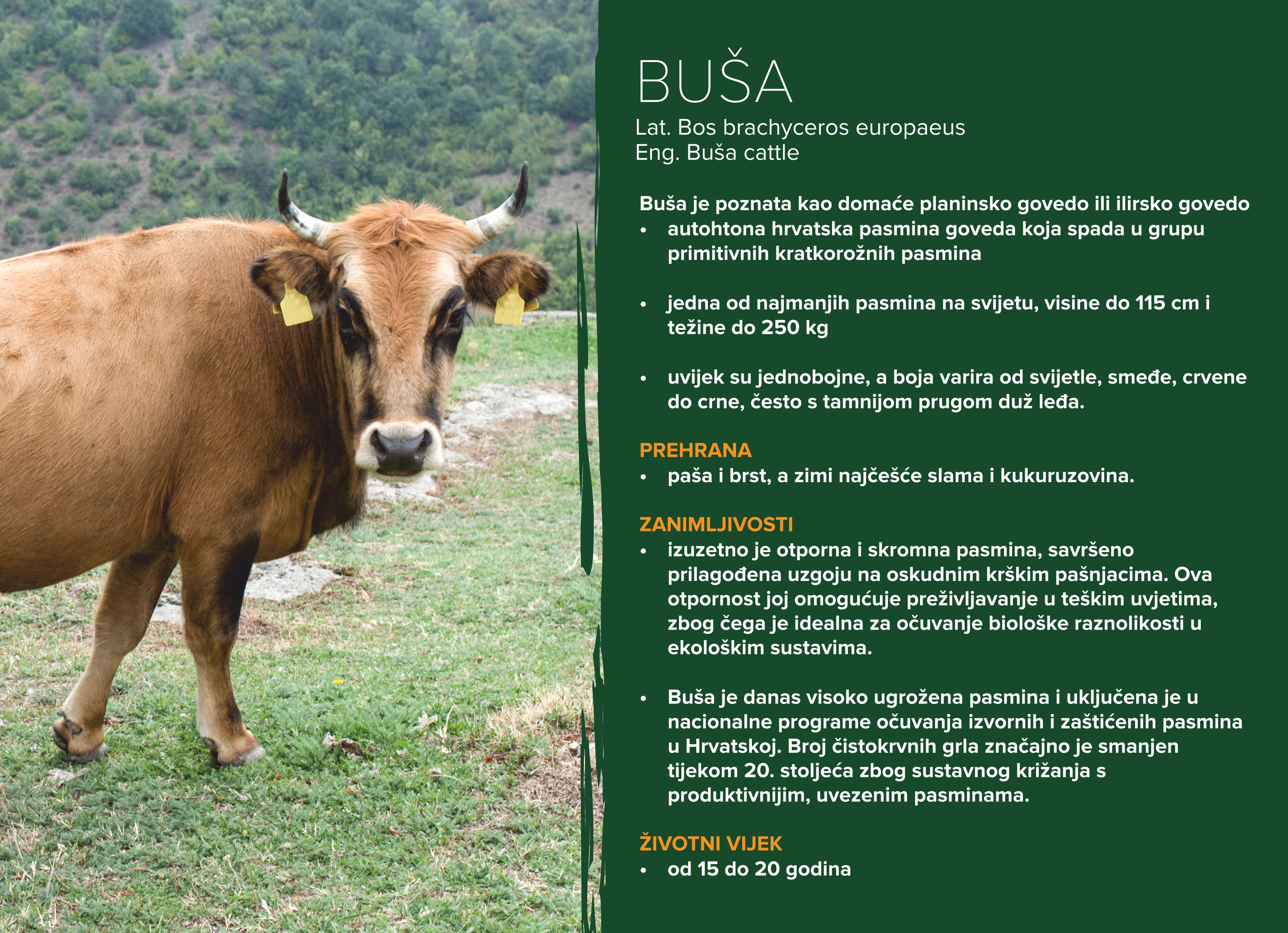 Buša (Bos brachyceros europaeus)