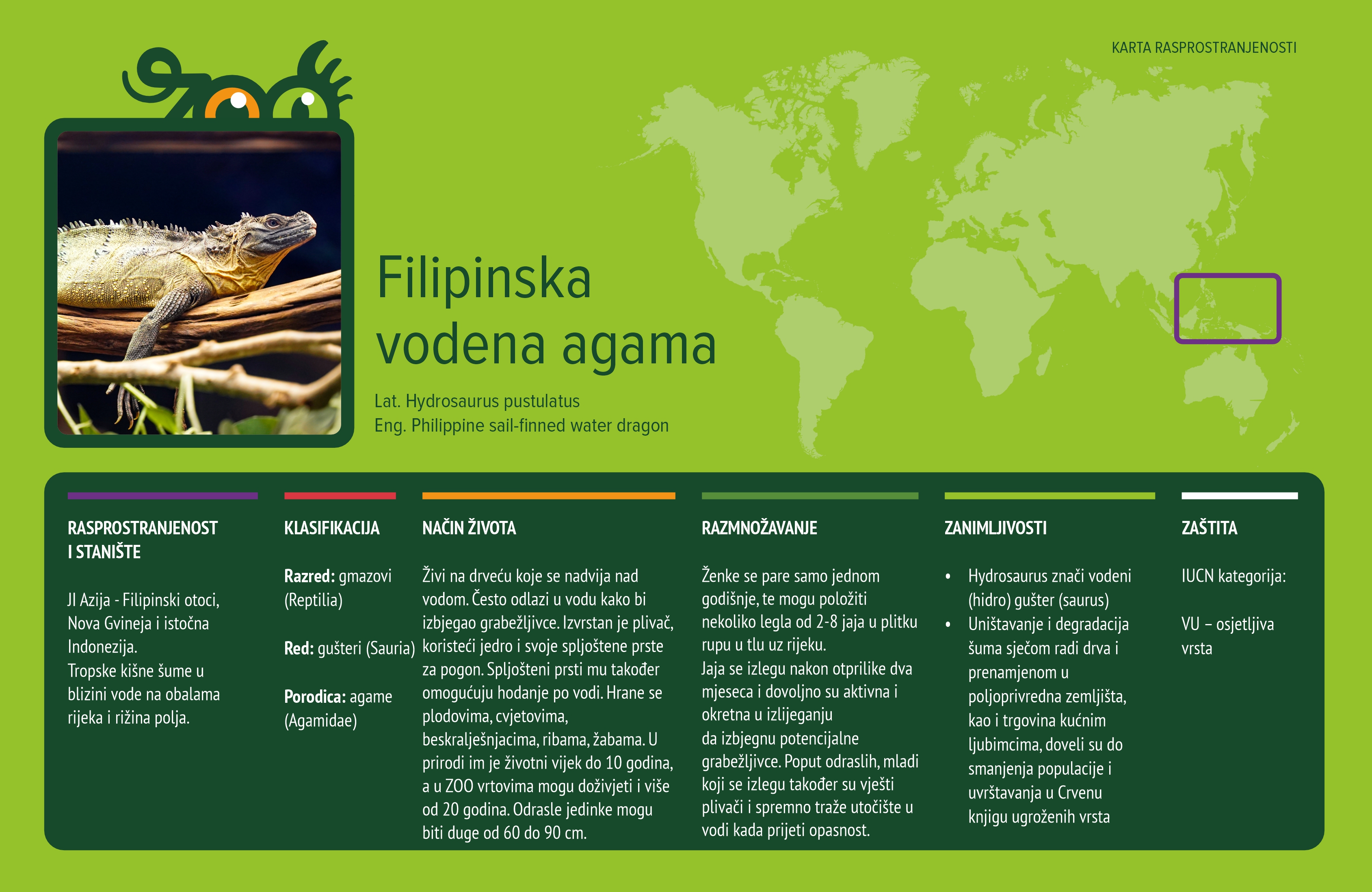 Filipinska vodena agama (Hydrosaurus pustulatus)