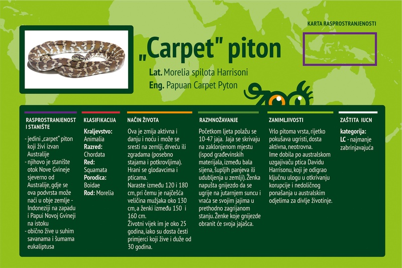 "Carpet" piton (Morelia spilota Harrisoni)