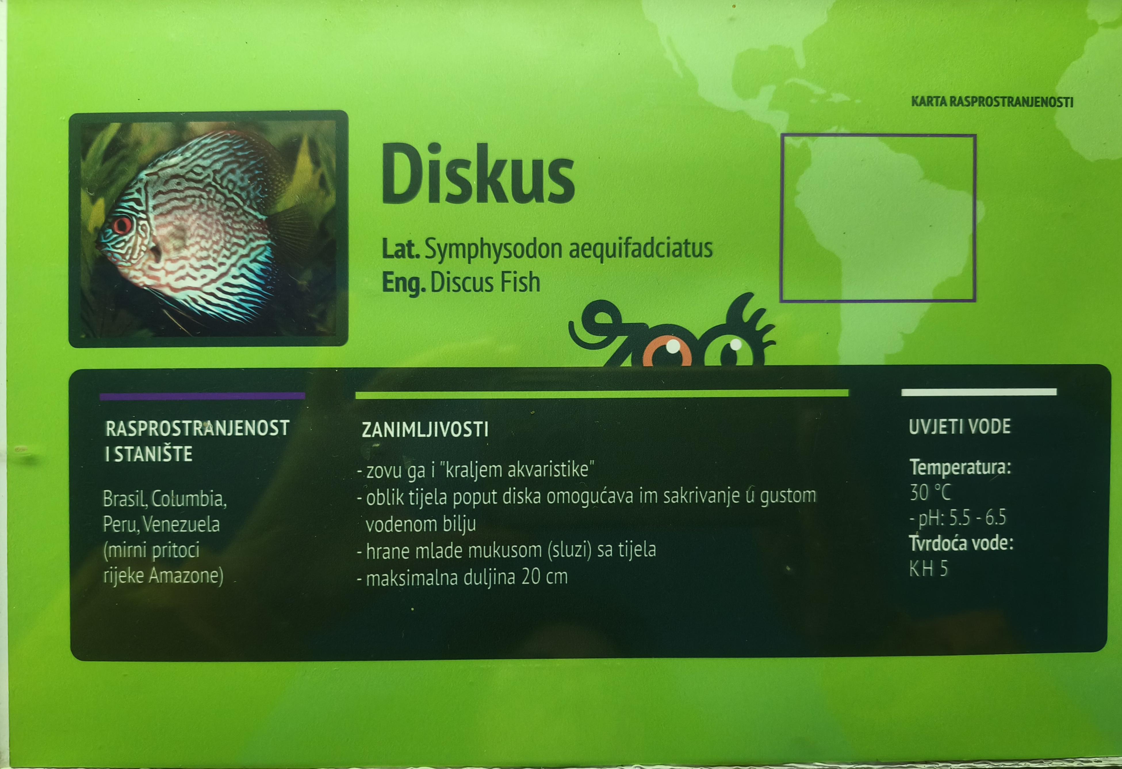 Diskus (Symphysodon aequifasciatus)