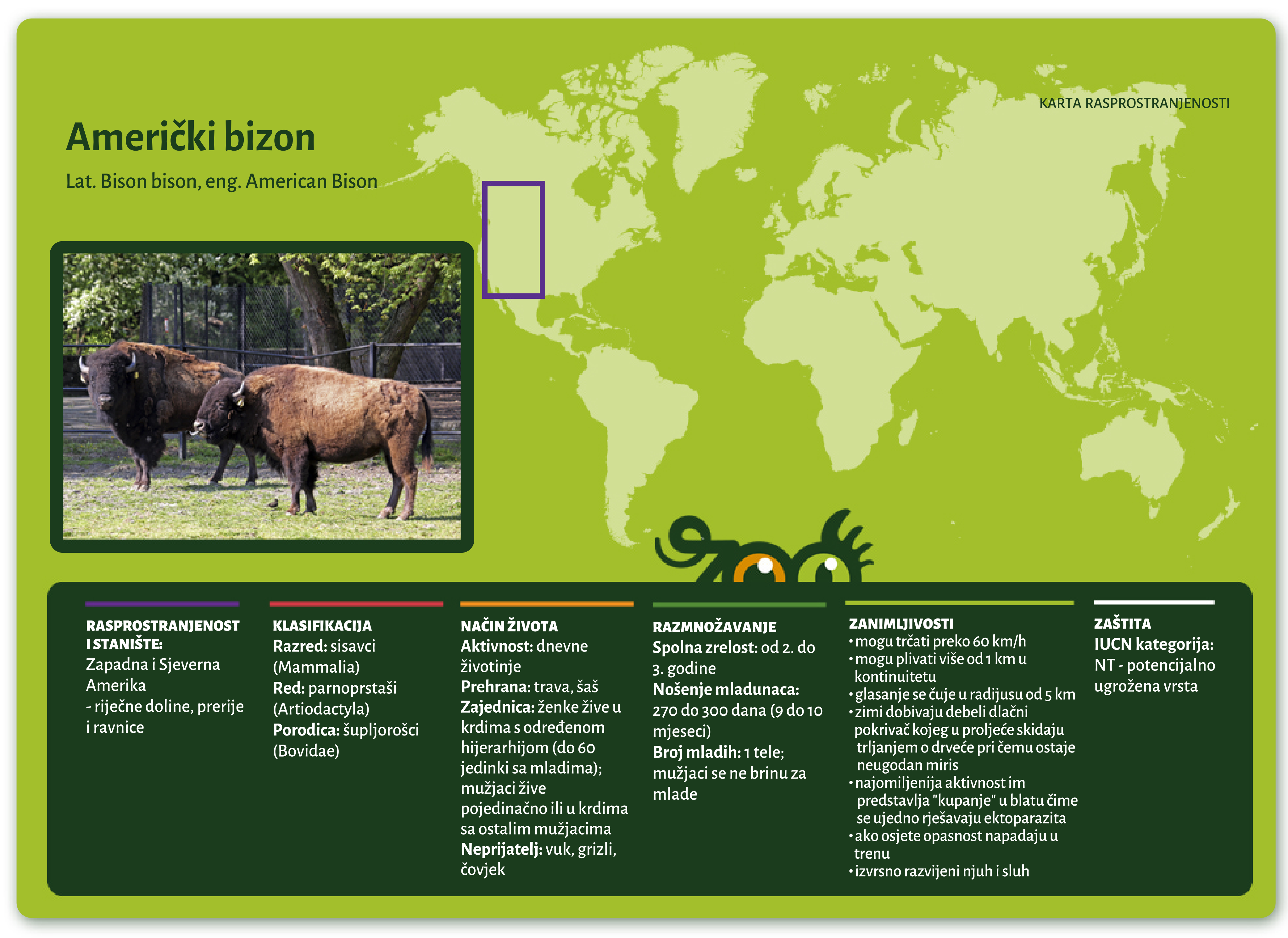 Američki bizon (Bison bison)