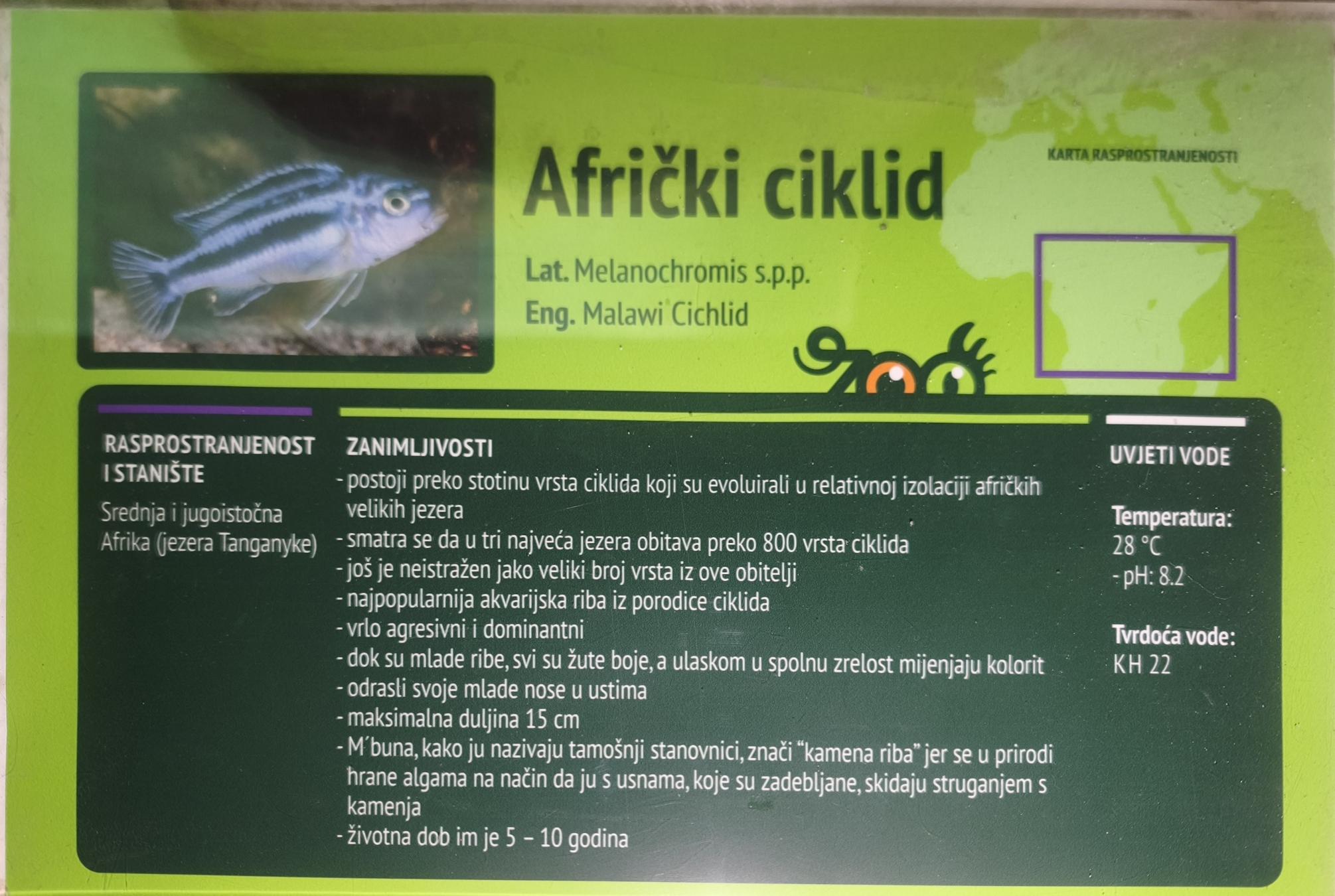 Afrički ili Malawi ciklidi (Melanochomis spp.)
