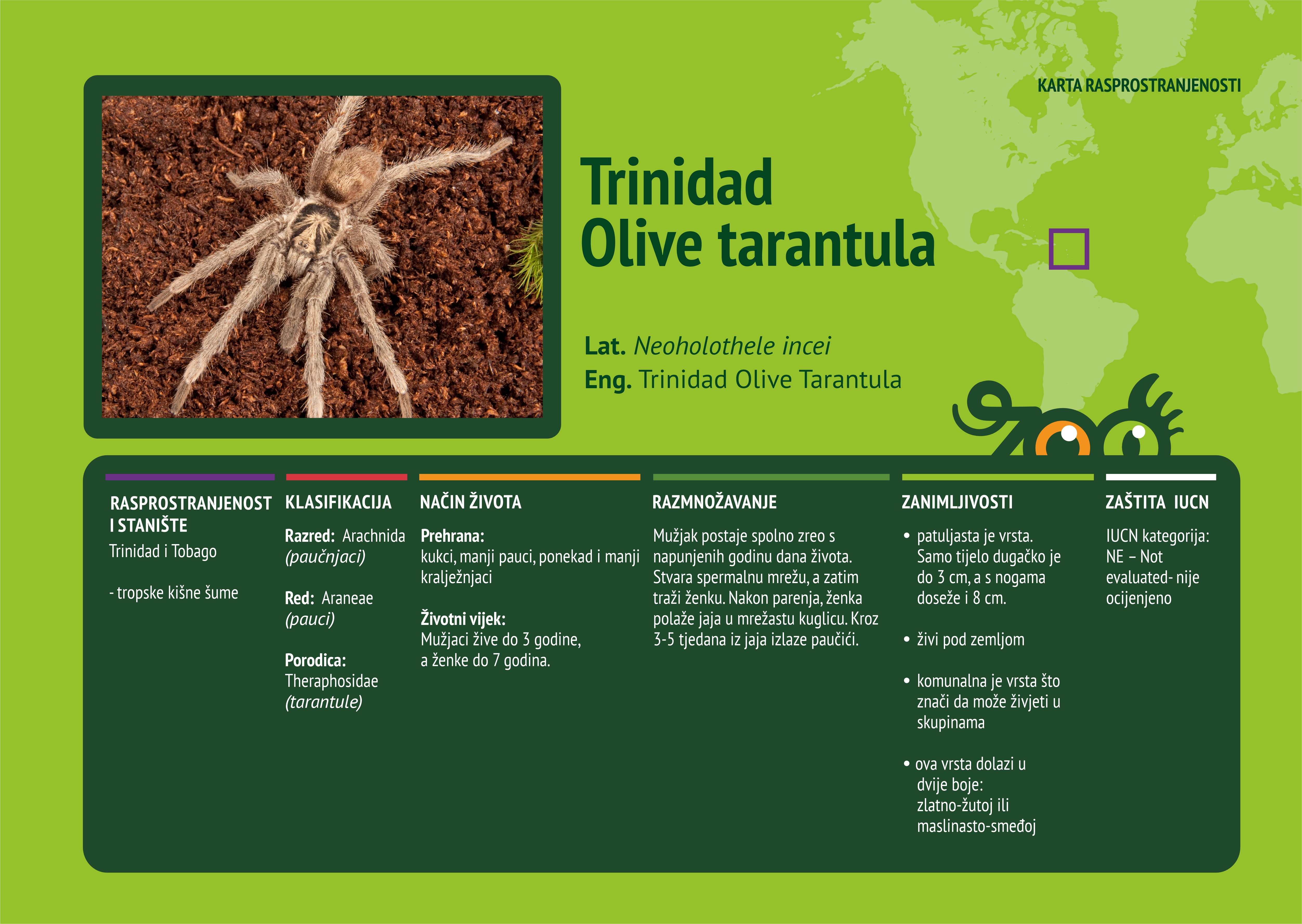 Trinidadska maslinasta tarantula (Neoholothele incei)