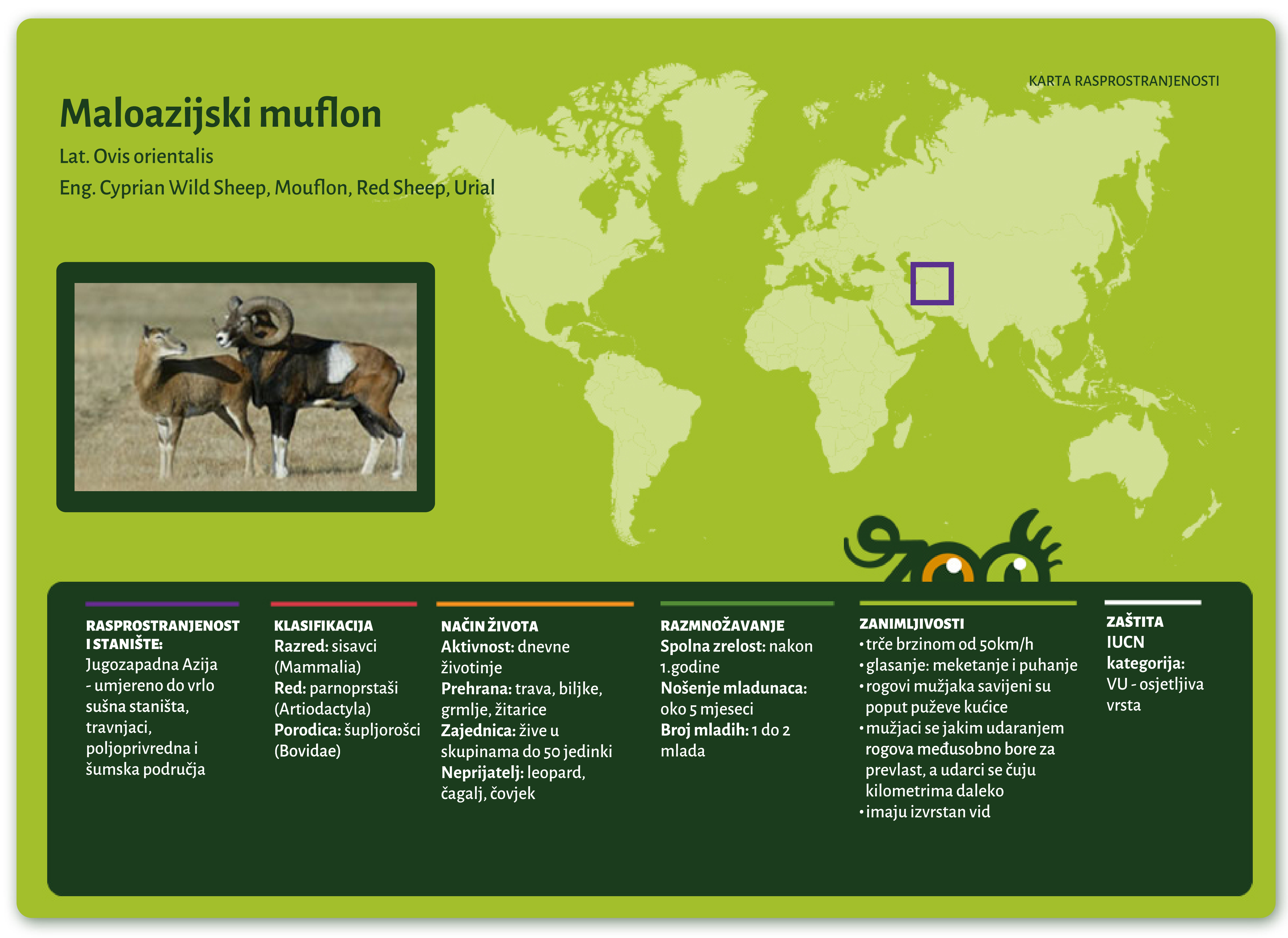 Maloazijski muflon (Ovis orientalis)