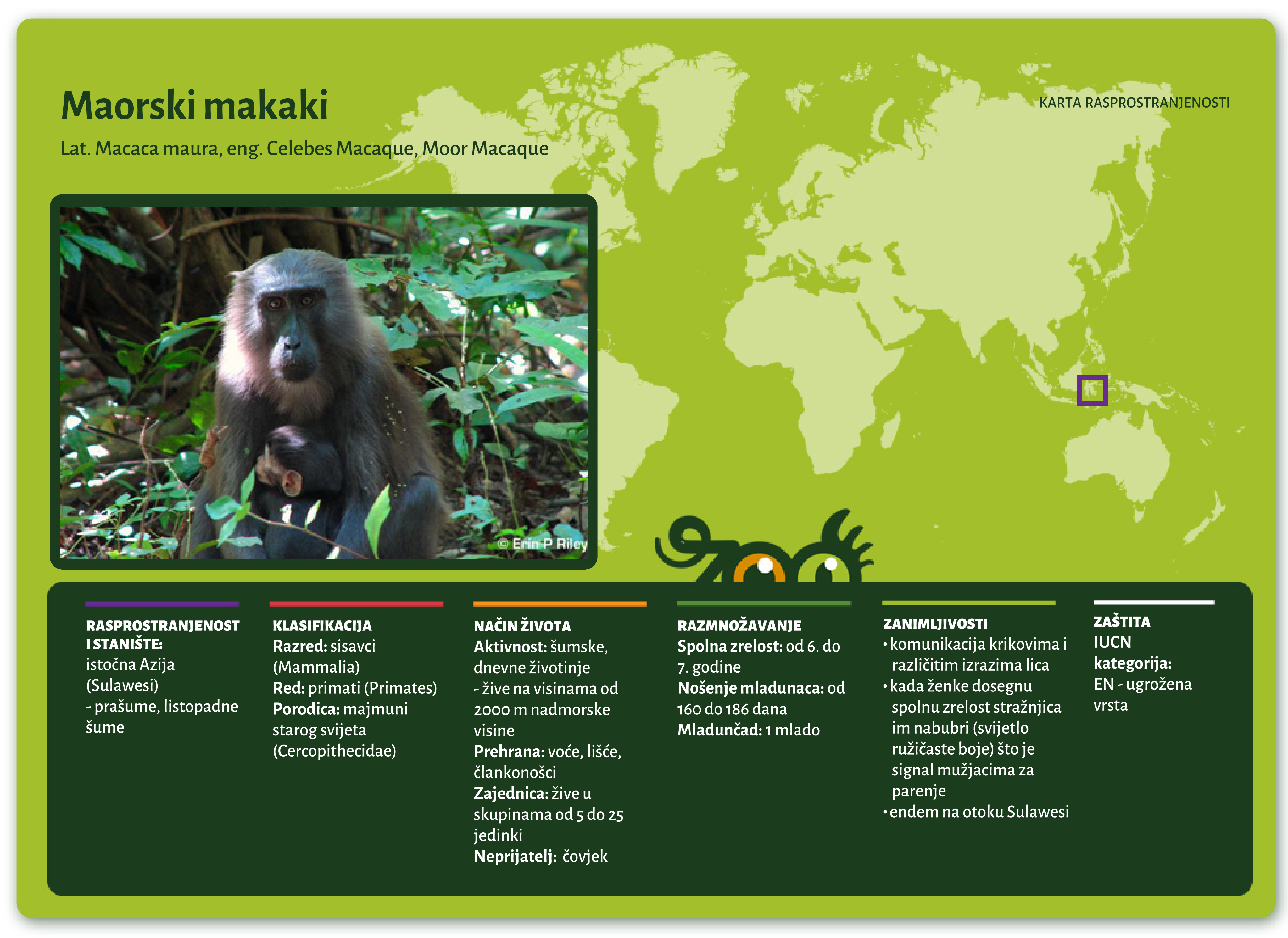 Crni makaki (Macaca maura)