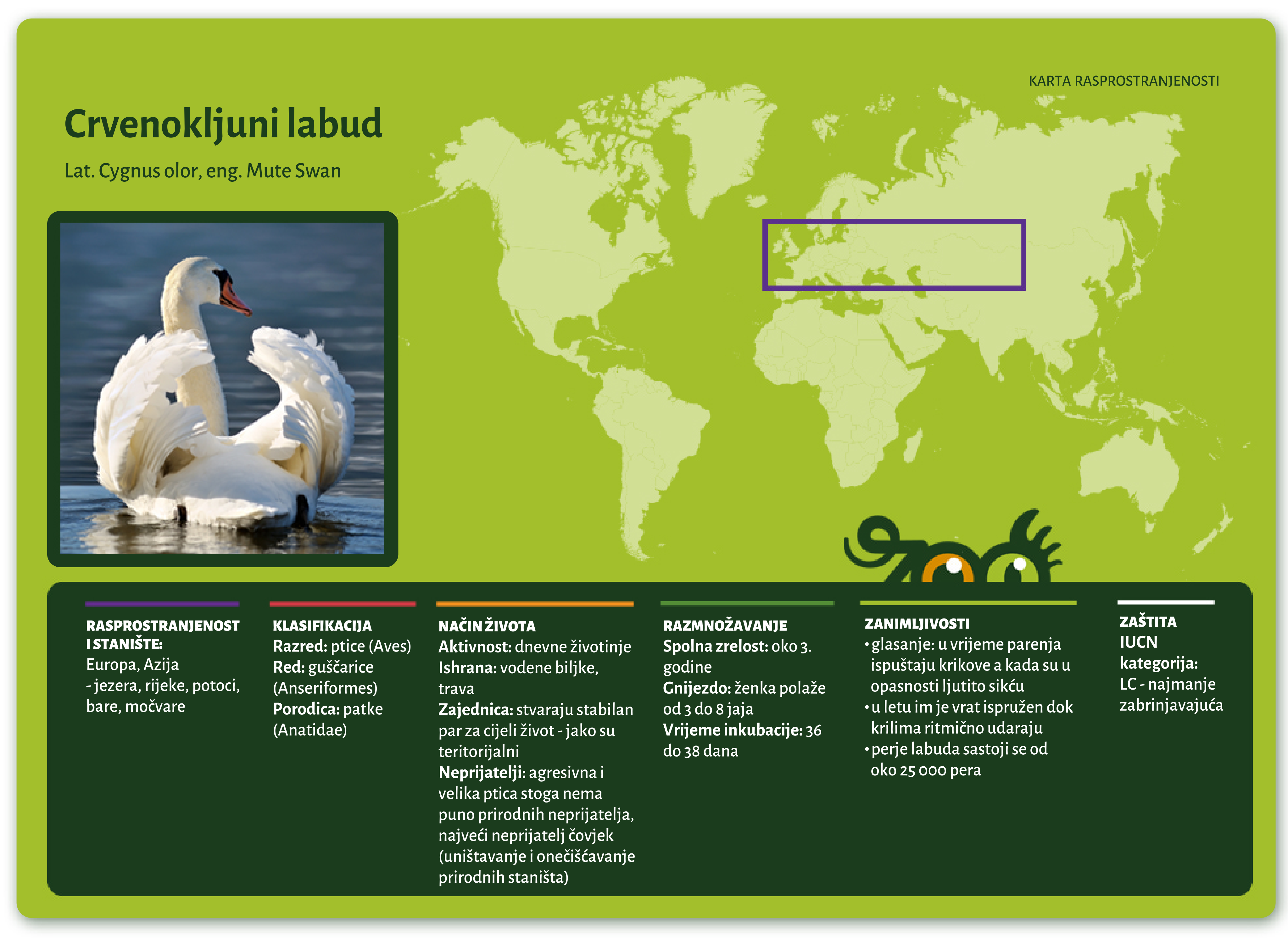 Crvenokljuni labud (Cygnus olor)
